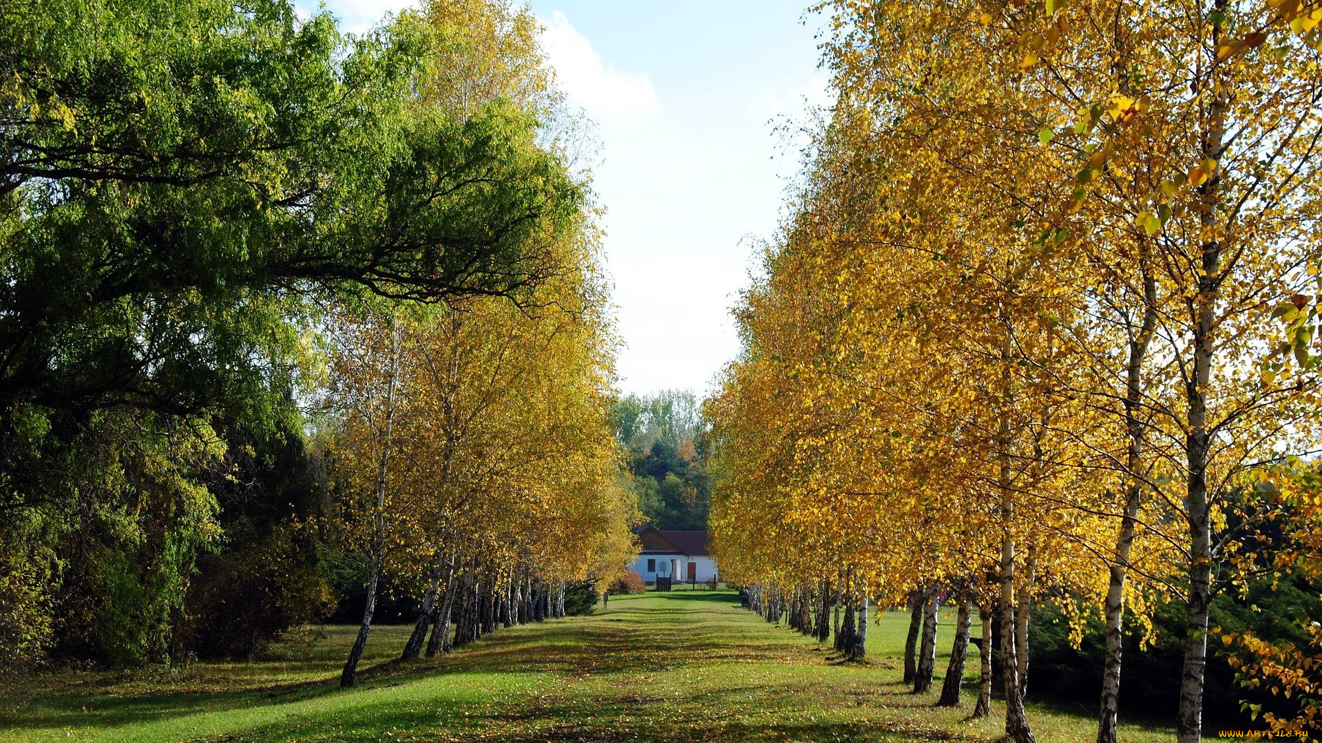 природа, парк, аллея, осень, березы