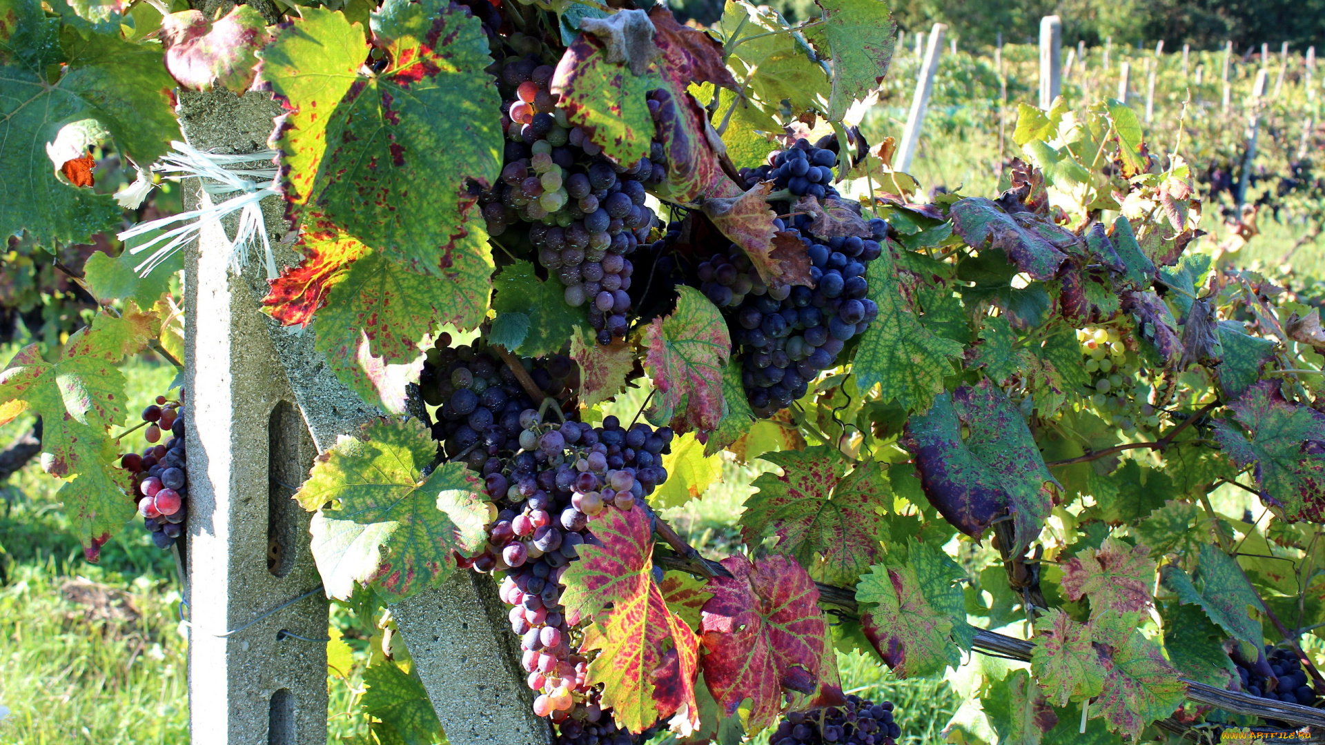 природа, Ягоды, , виноград, гроздья, виноград, урожай