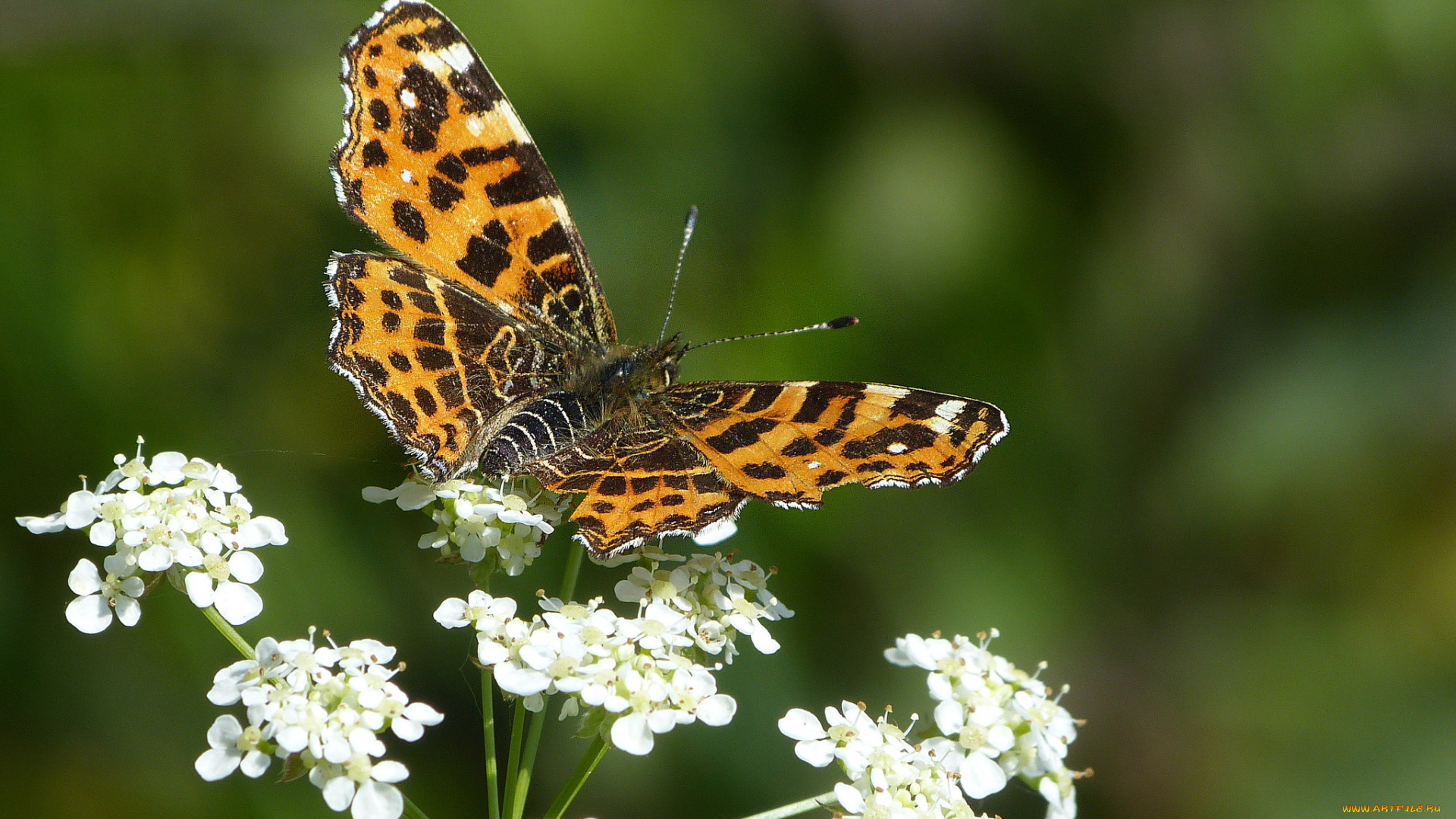 животные, бабочки, , мотыльки, , моли, бабочка