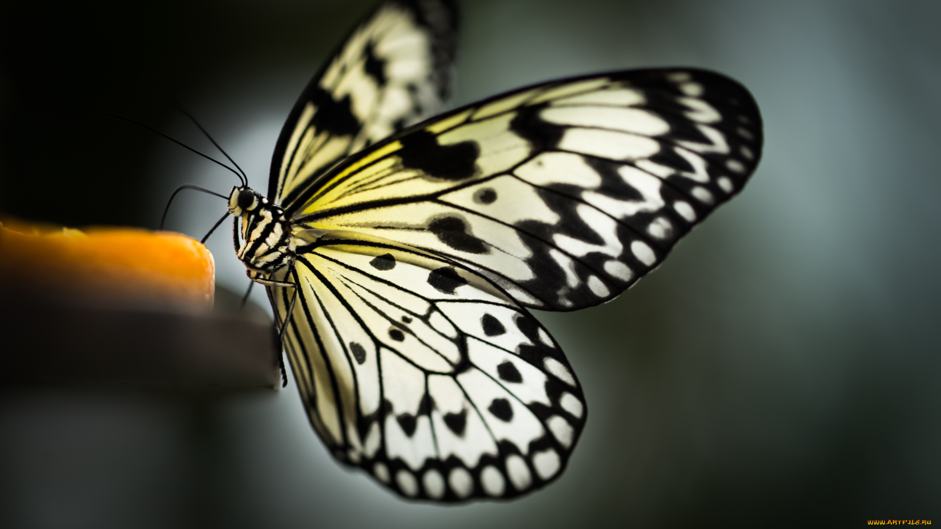 животные, бабочки, , мотыльки, , моли, окрас, крылья, бабочка