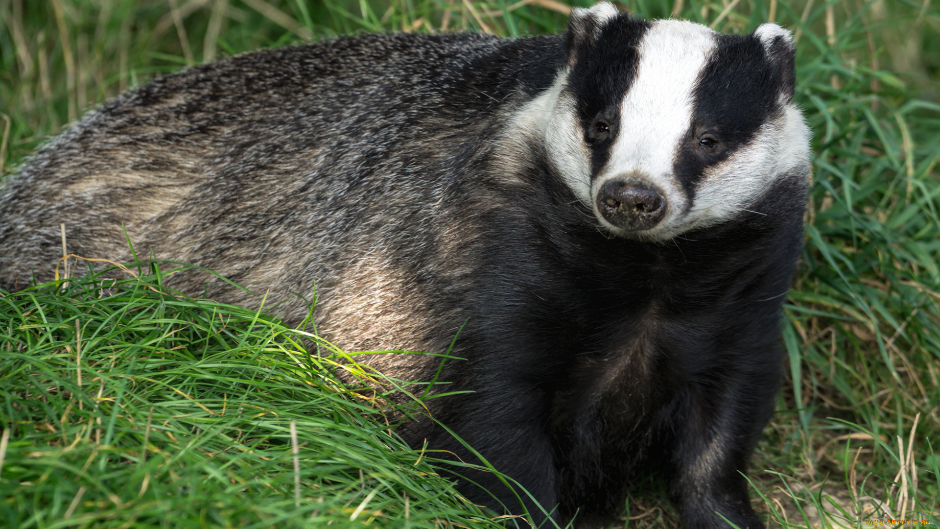 животные, барсуки, барсук