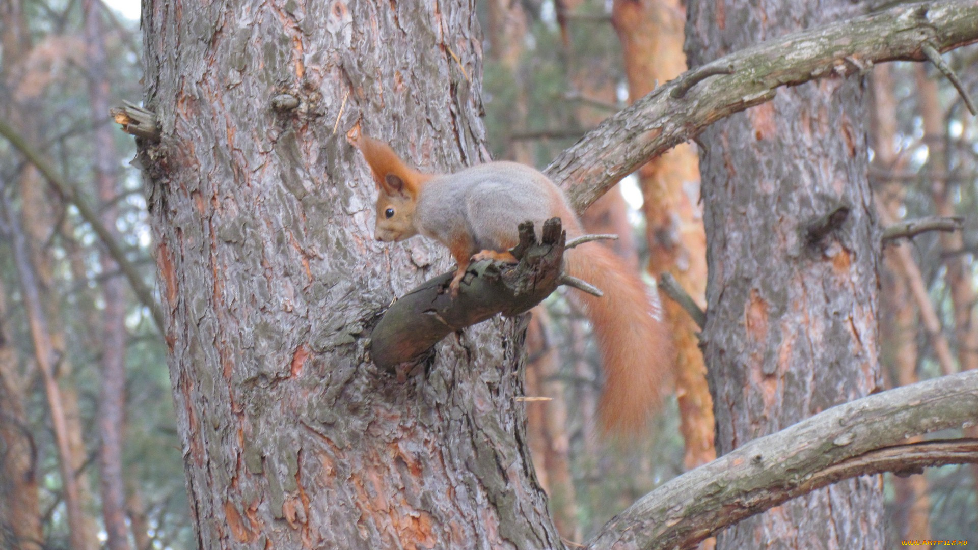 животные, белки, белка
