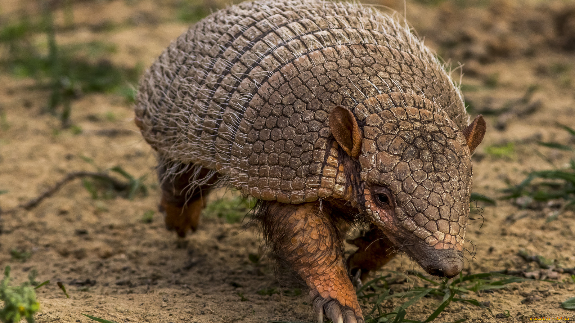 животные, броненосцы, , панголины, броненосец