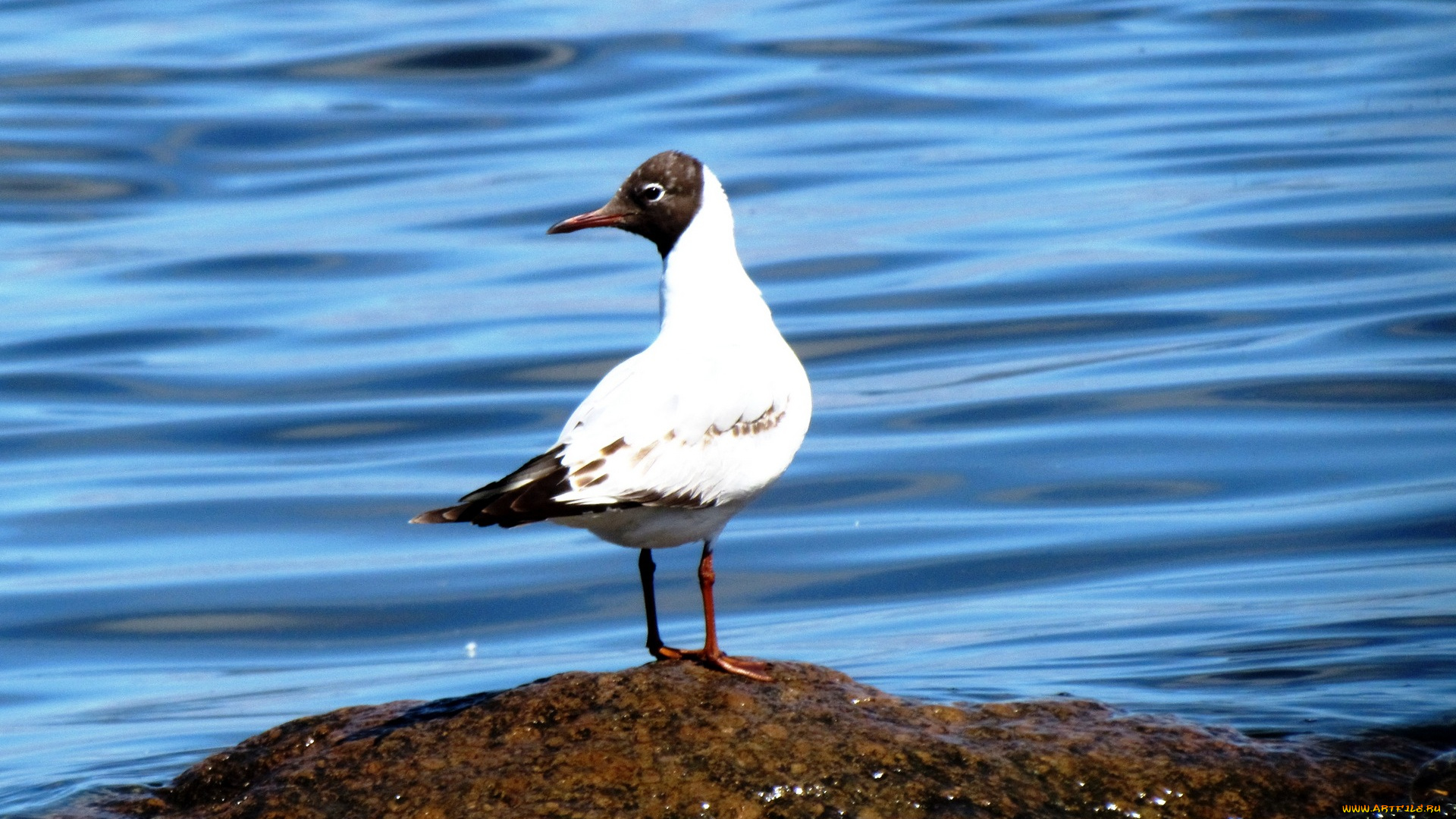 животные, Чайки, , бакланы, , крачки, река, чайка, птица