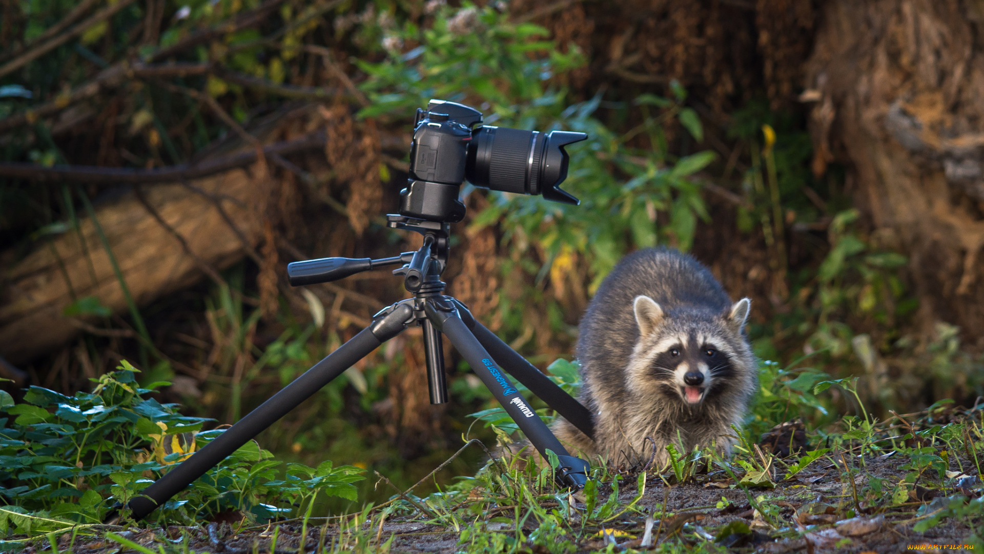 животные, еноты, енот