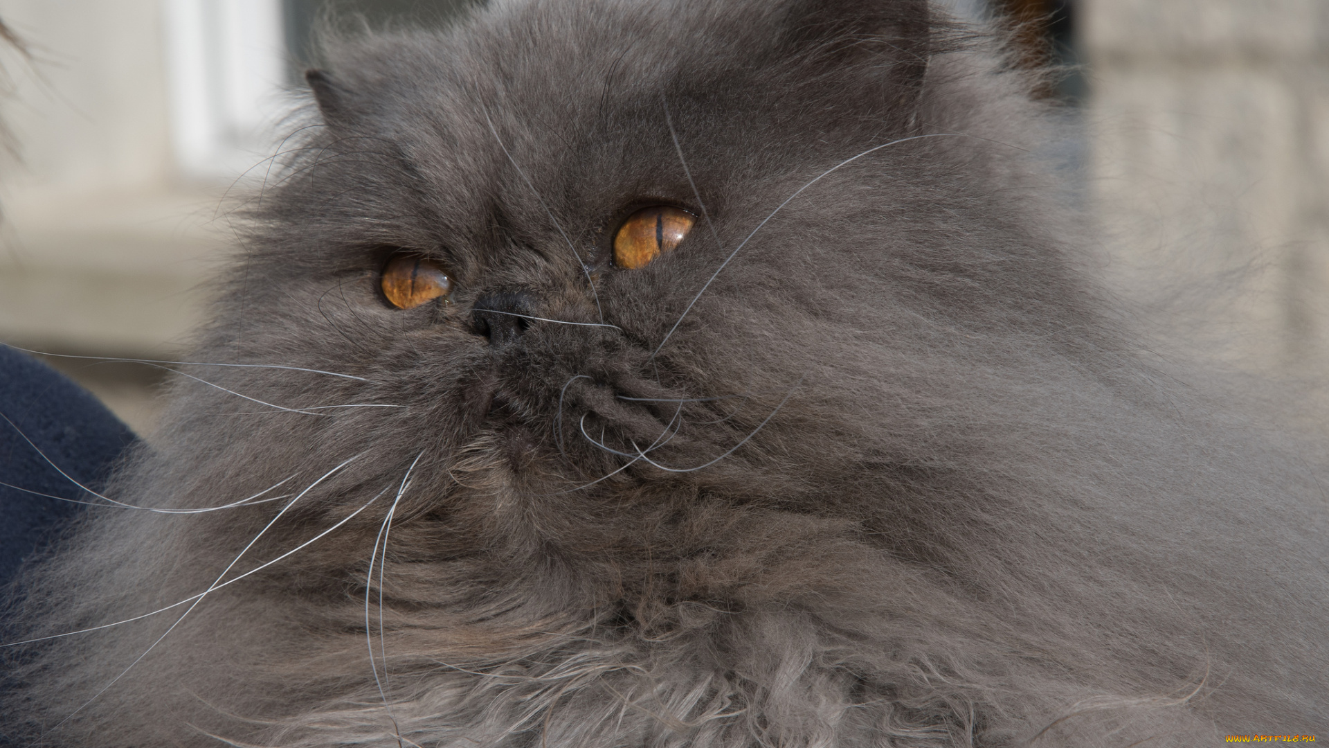 животные, коты, животное, взгляд, фон, усы, котик