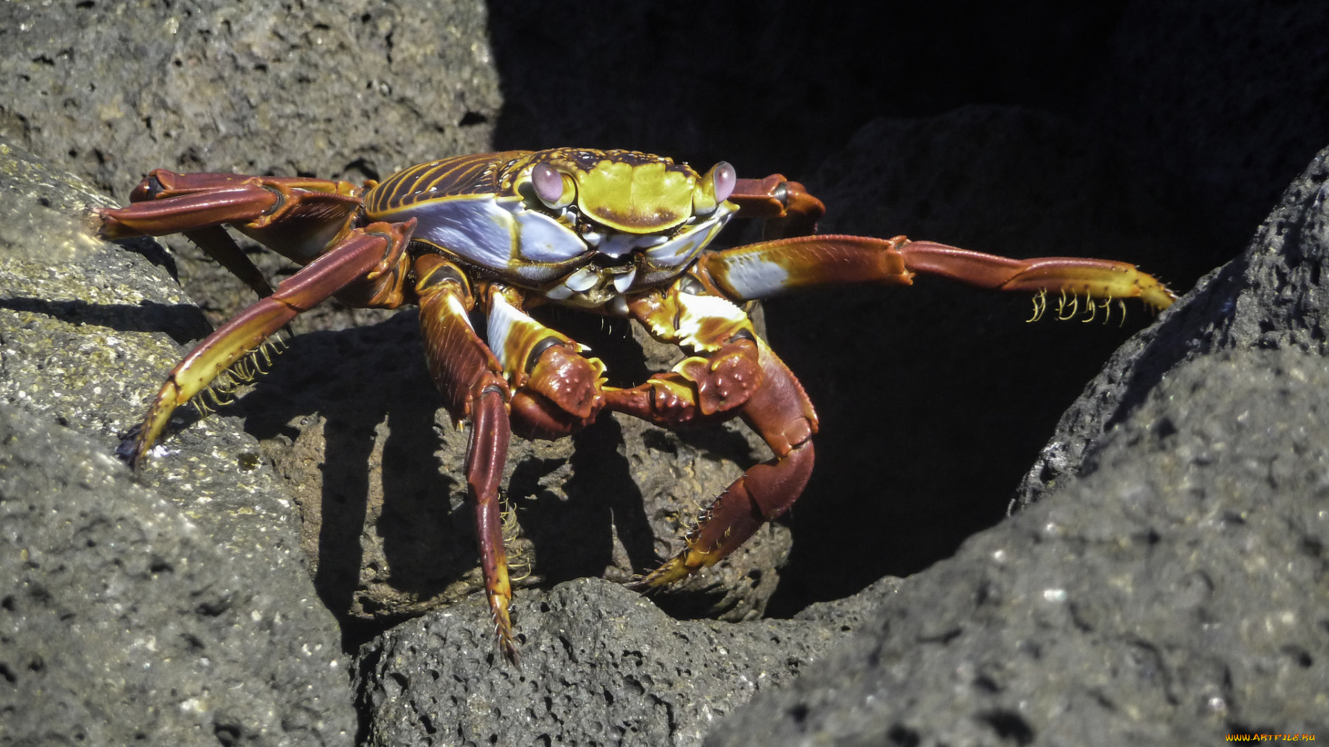 животные, крабы, , раки, краб