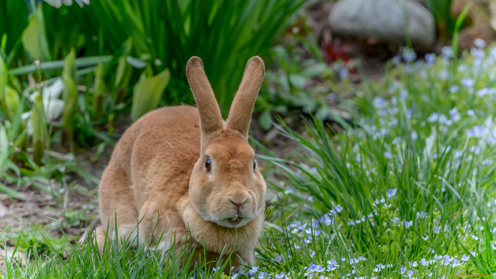 животные, кролики, , зайцы, зайчик