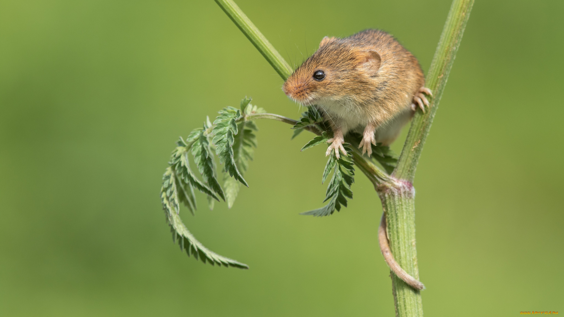 животные, крысы, , мыши, мышка