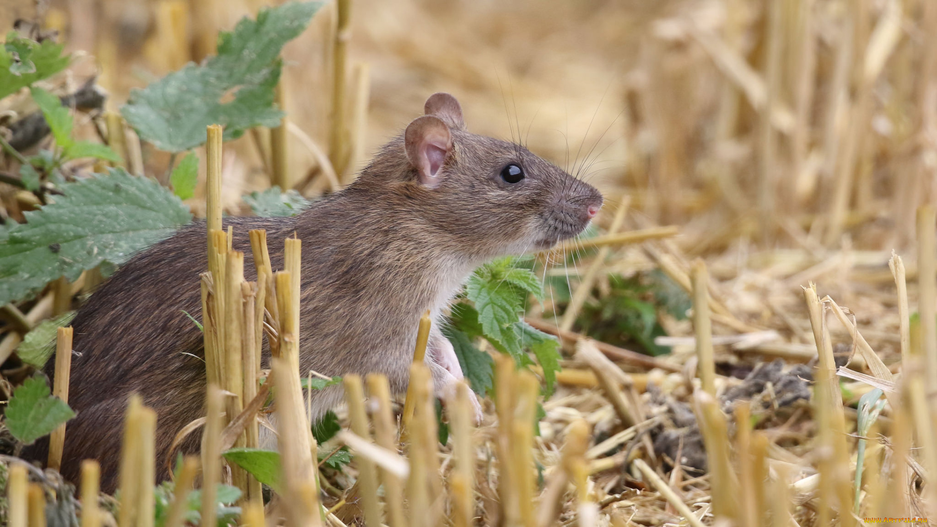 животные, крысы, , мыши, мышка