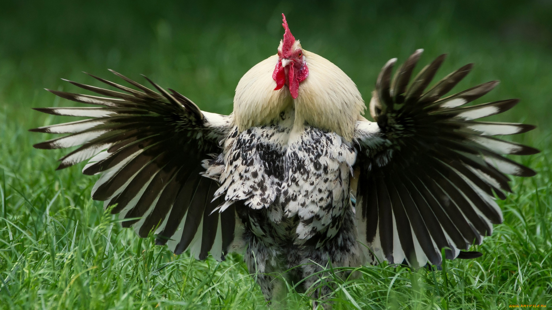 животные, куры, , петухи, петух