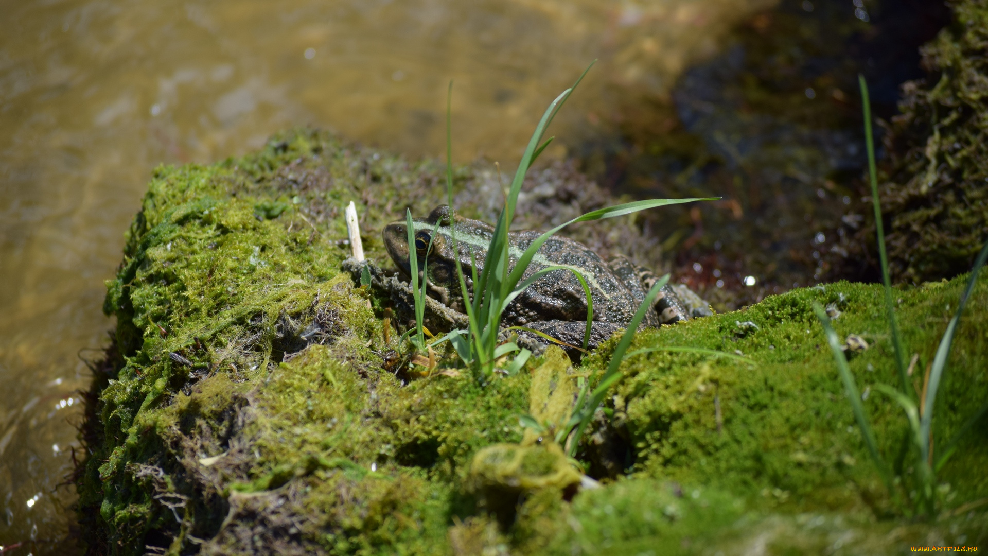 животные, лягушки, тина, река, лягушка