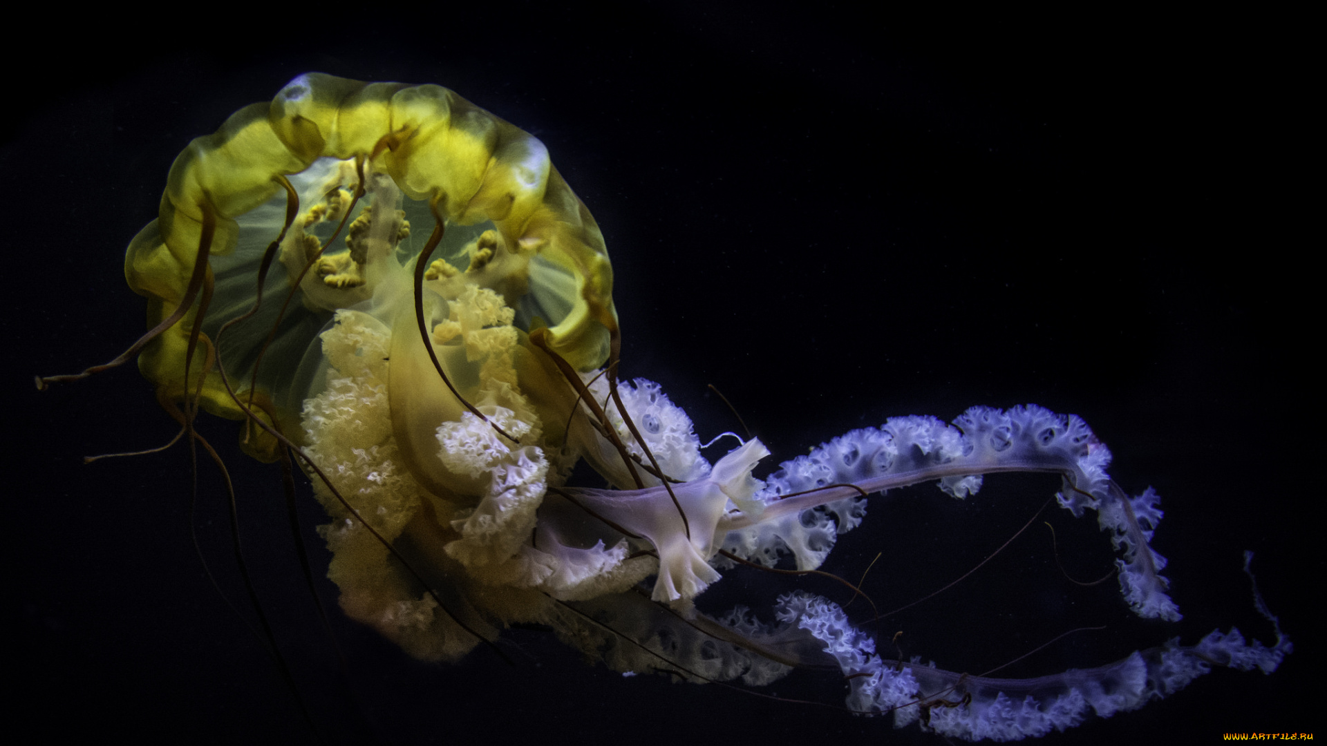 животные, медузы, медуза