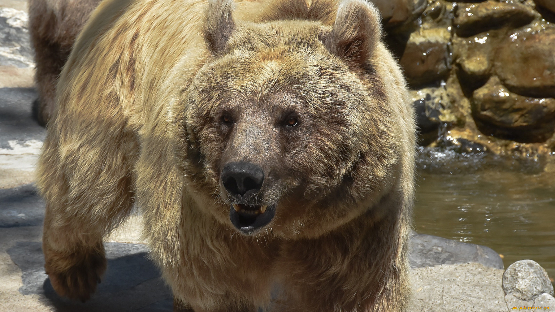 животные, медведи, мишка