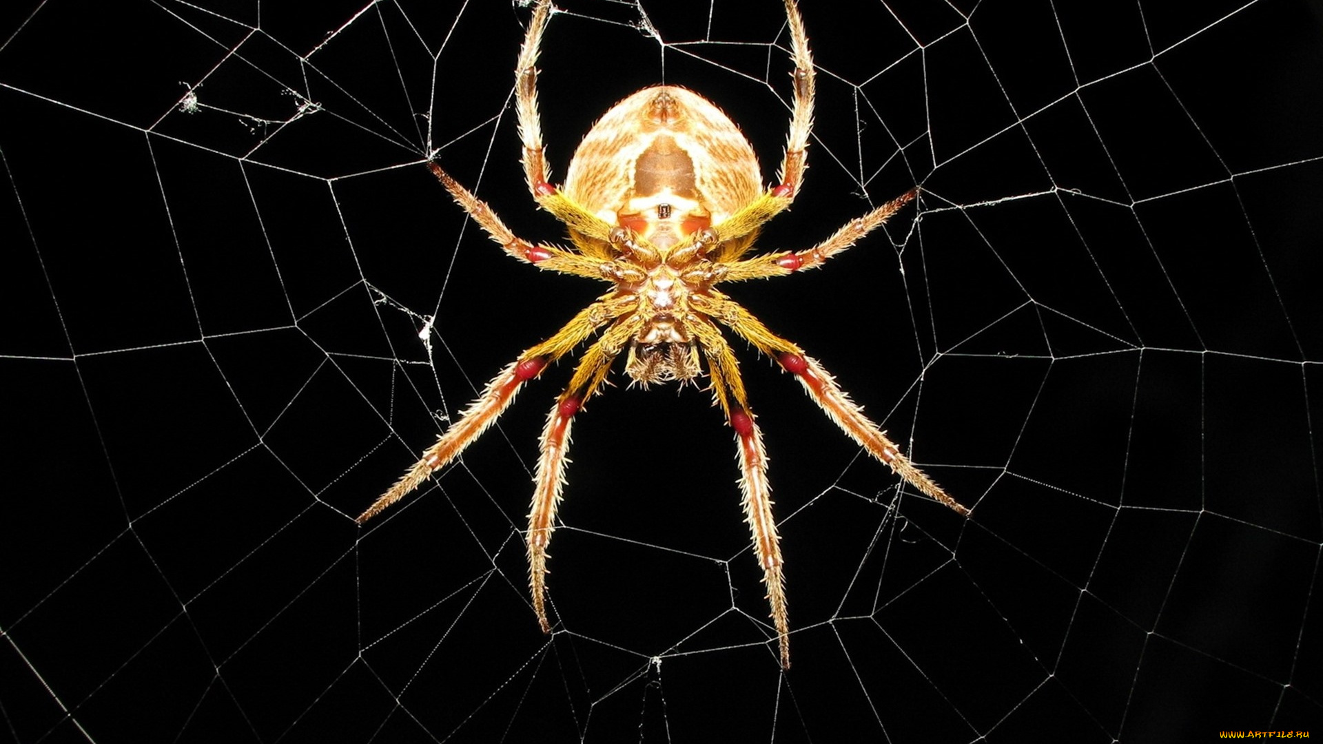 животные, пауки, паук