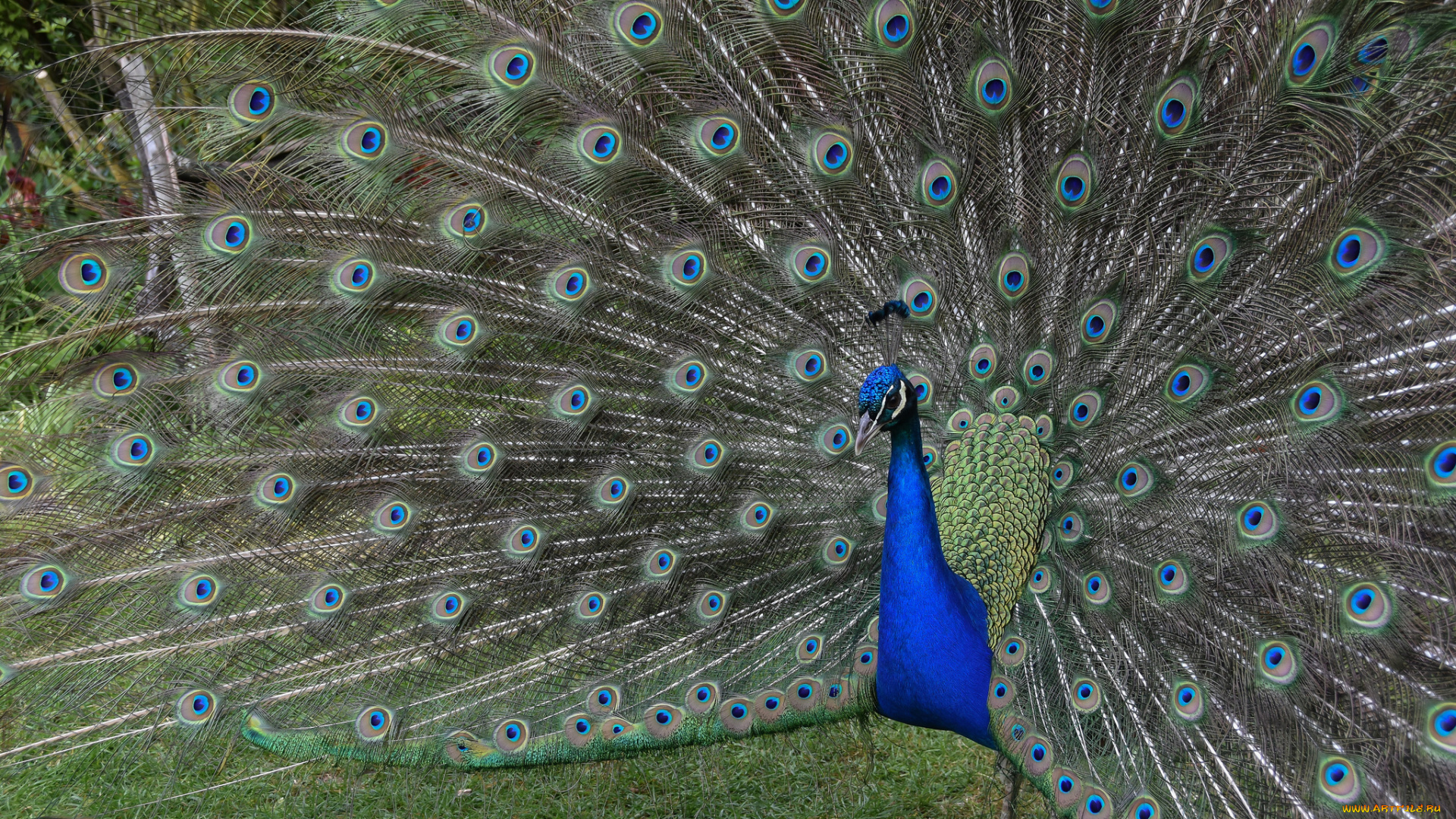 животные, павлины, павлин