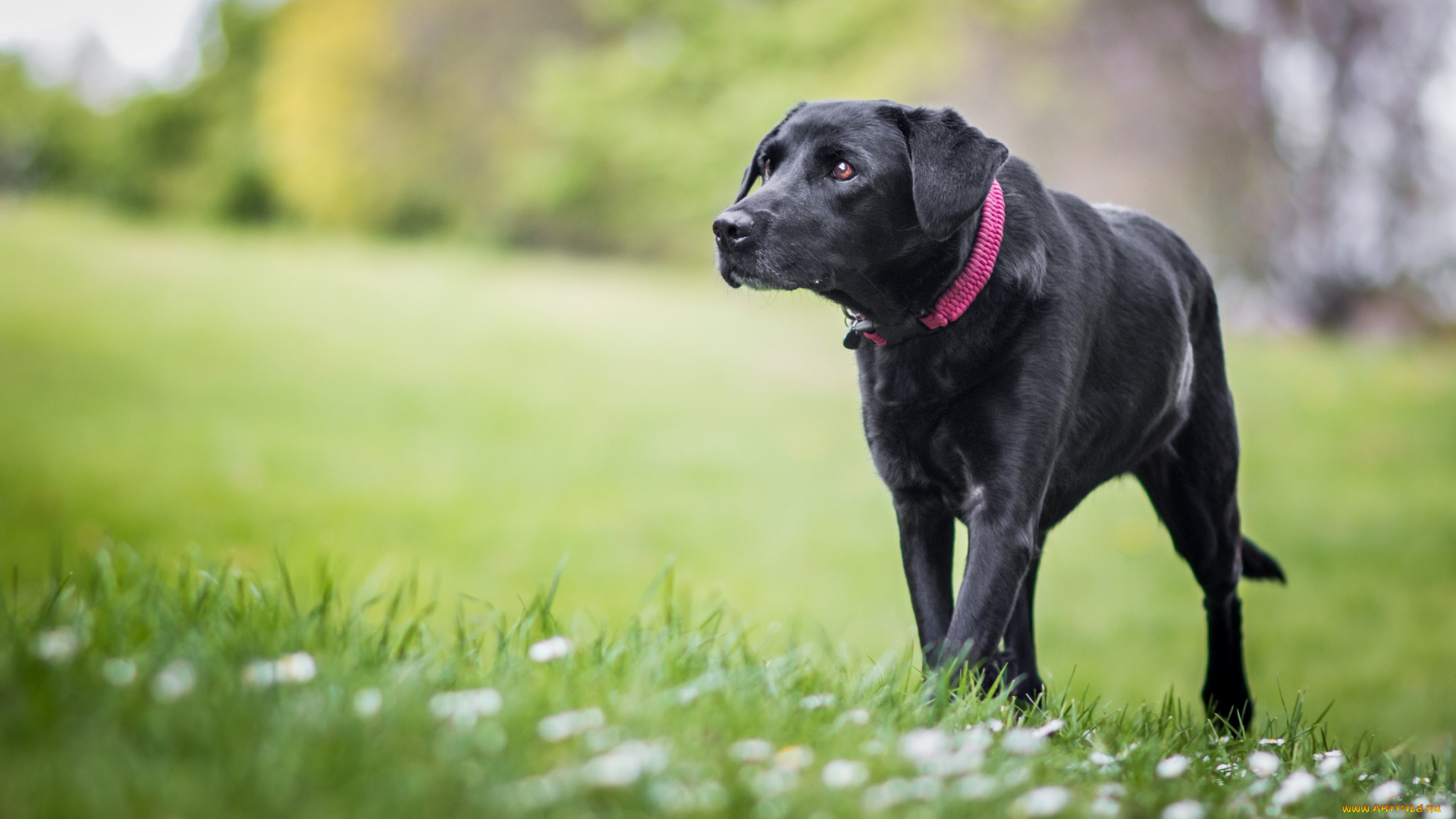 животные, собаки, черный, идет, трава, весна, газон, цветы, собака, крупный, фон, природа, пёс, поляна, зелень, лужайка