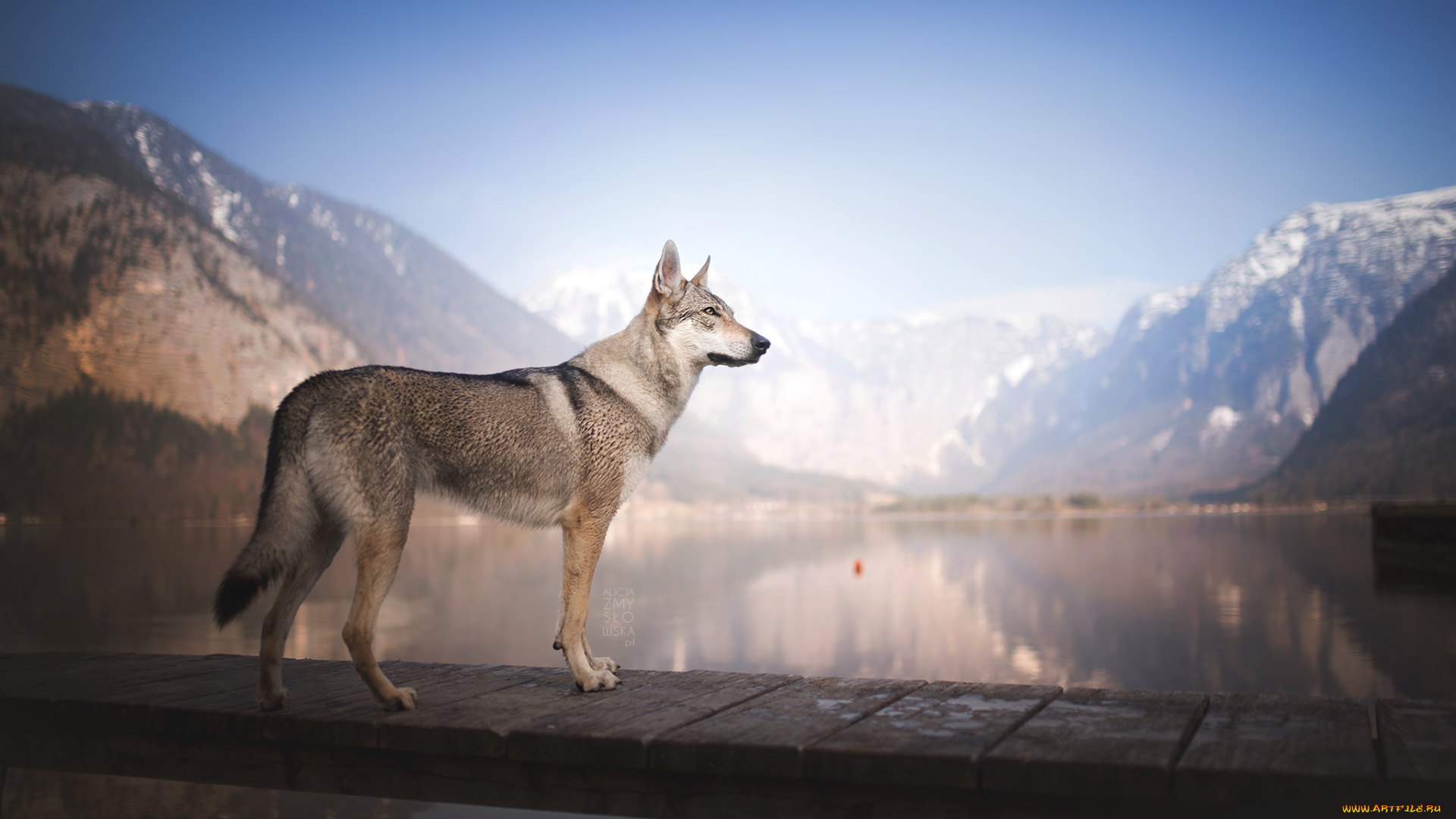 животные, собаки, прогулка, сабака, вода, мостик
