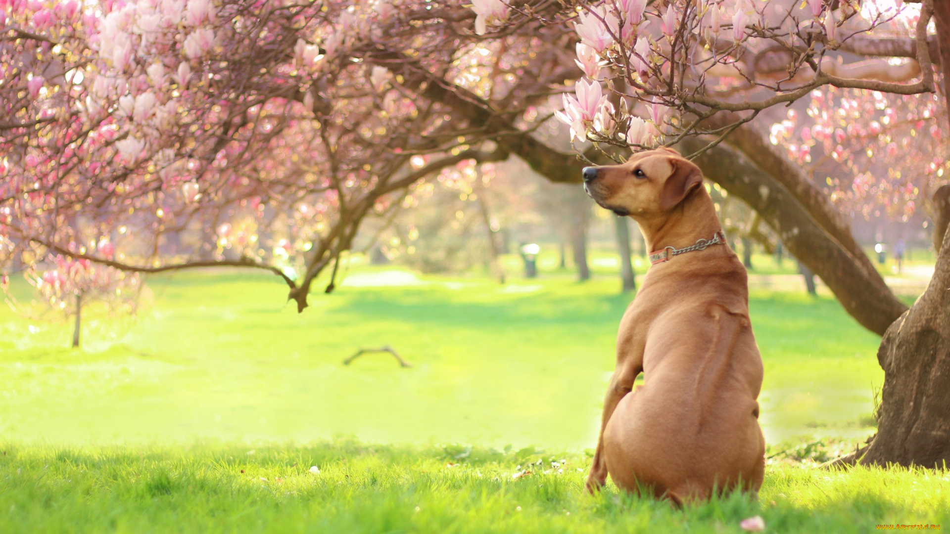 животные, собаки, сад, фон, природа, лапа, акита, акита-ину, боке, мордашка, трава, газон, весна, собака, поляна, зелень, лужайка, миленько, поза