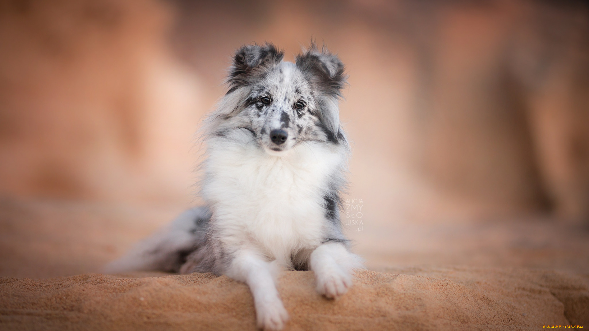 животные, собаки, собака, взгляд, шелти, друг, шетландская, овчарка