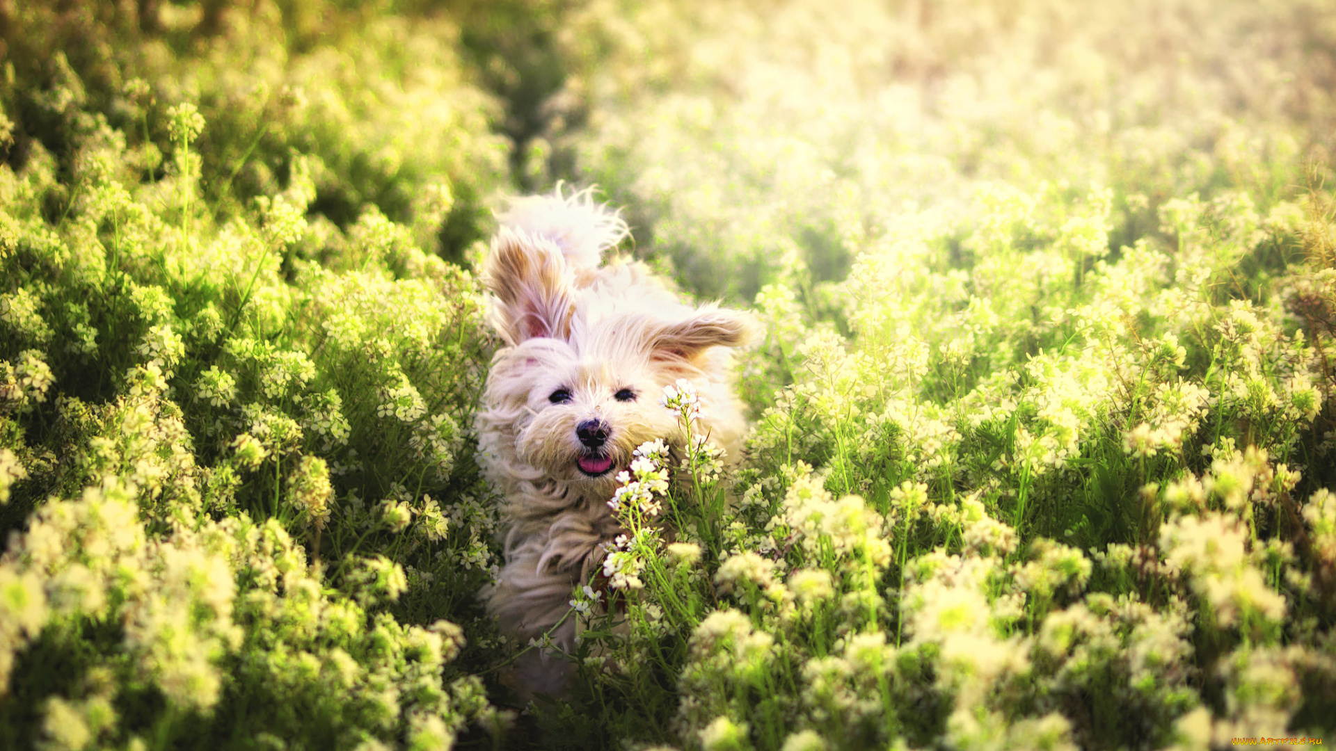 животные, собаки, трава, прогулка, сабака