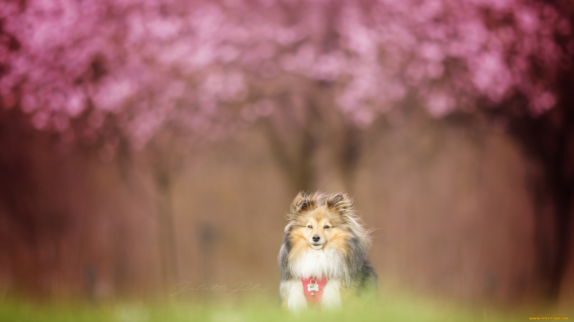 животные, собаки, трава, прогулка, собака