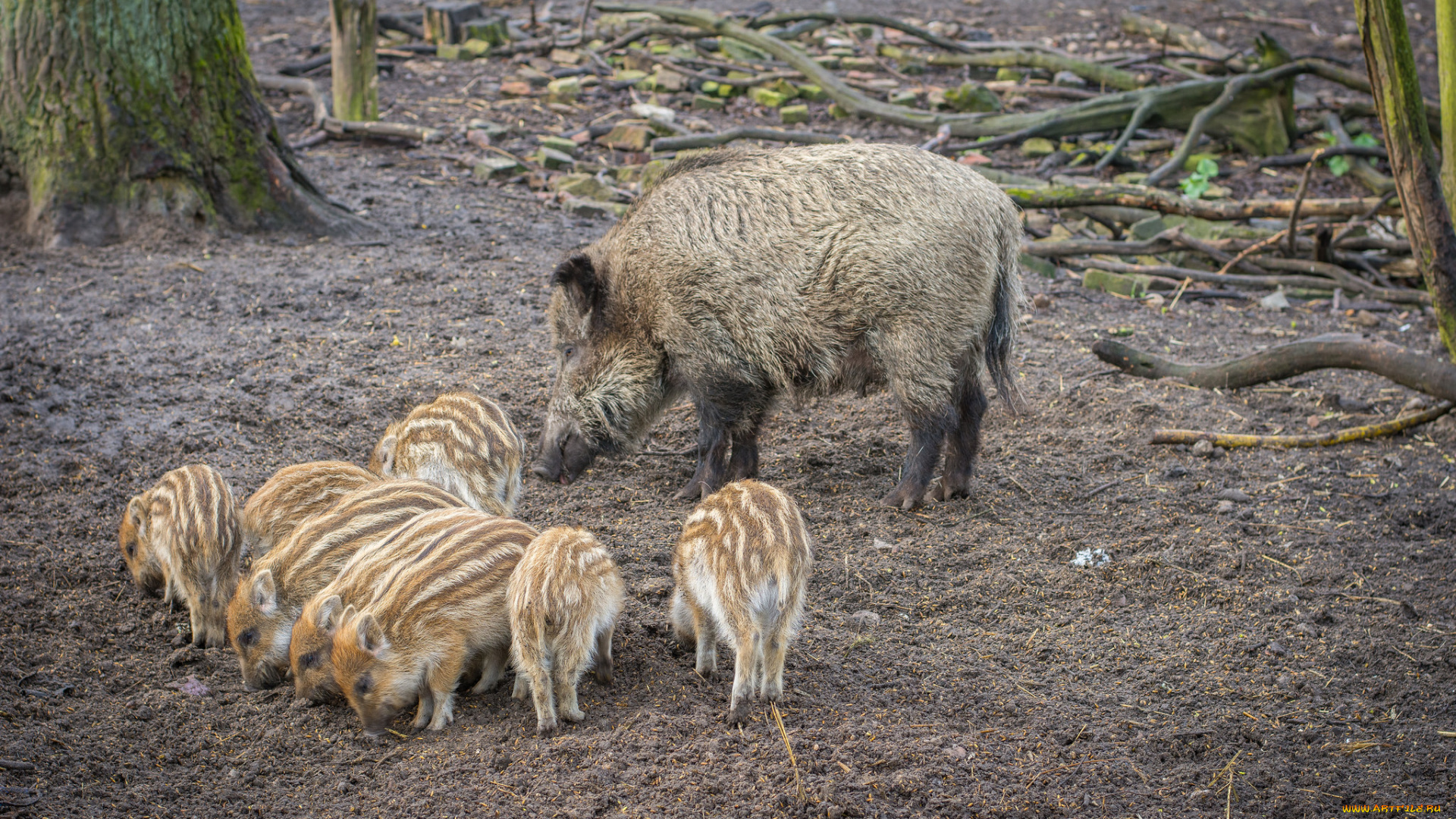 животные, свиньи, , кабаны, семья