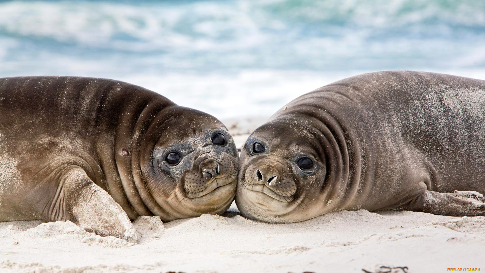 животные, тюлени, , морские, львы, , морские, котики, фолклендские, острова, ушастый, тюлень, морской, лев