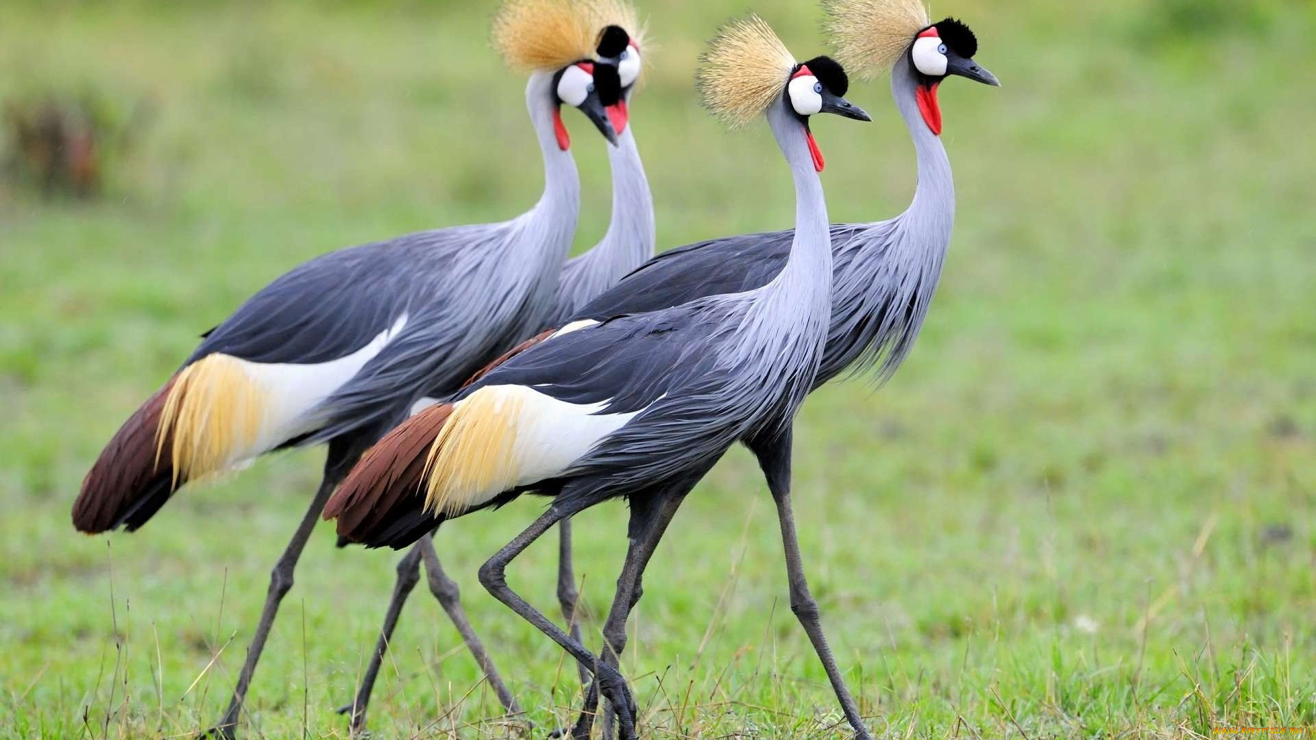 животные, журавли, трава, венценосные