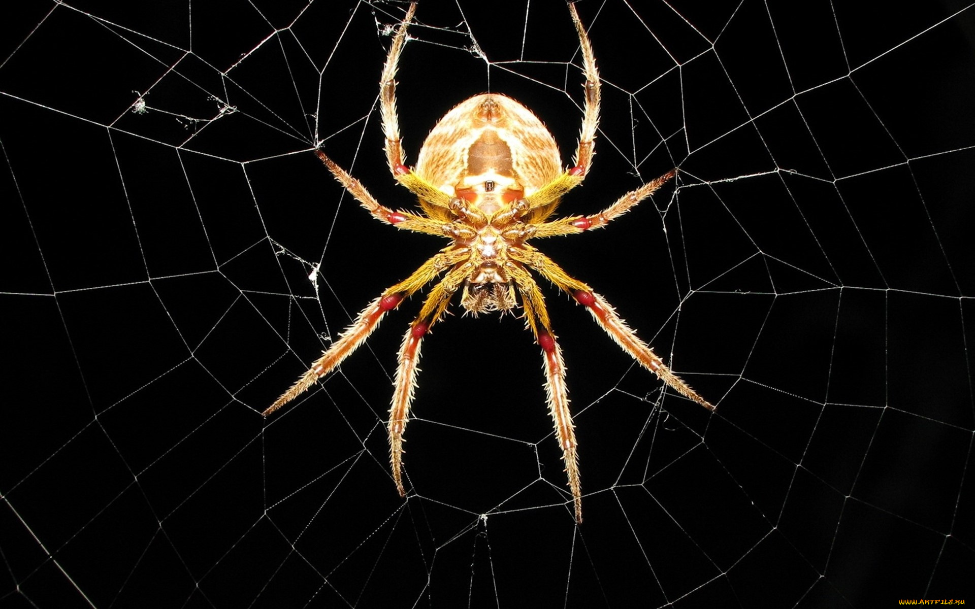 животные, пауки, паук