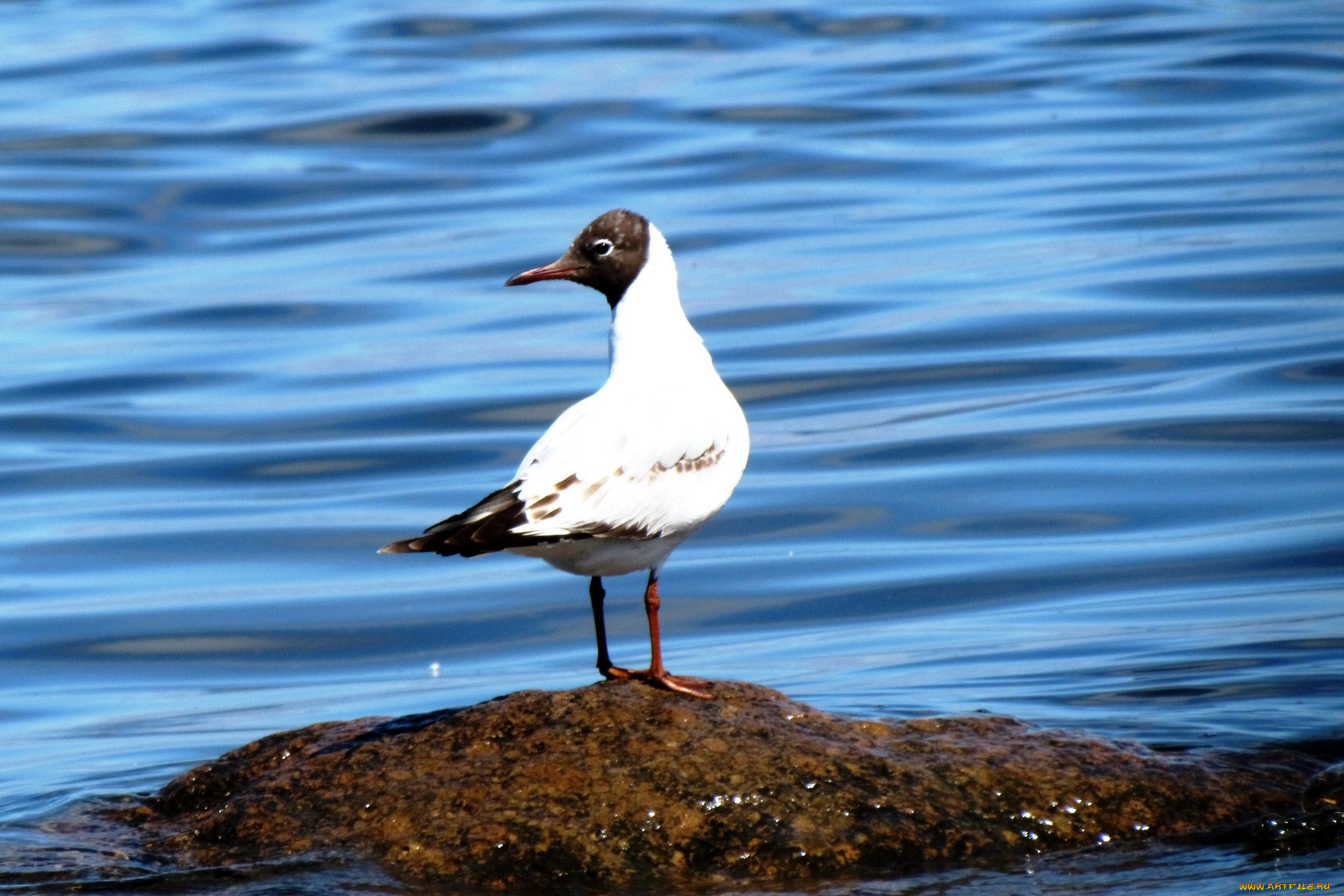 животные, Чайки, , бакланы, , крачки, река, чайка, птица