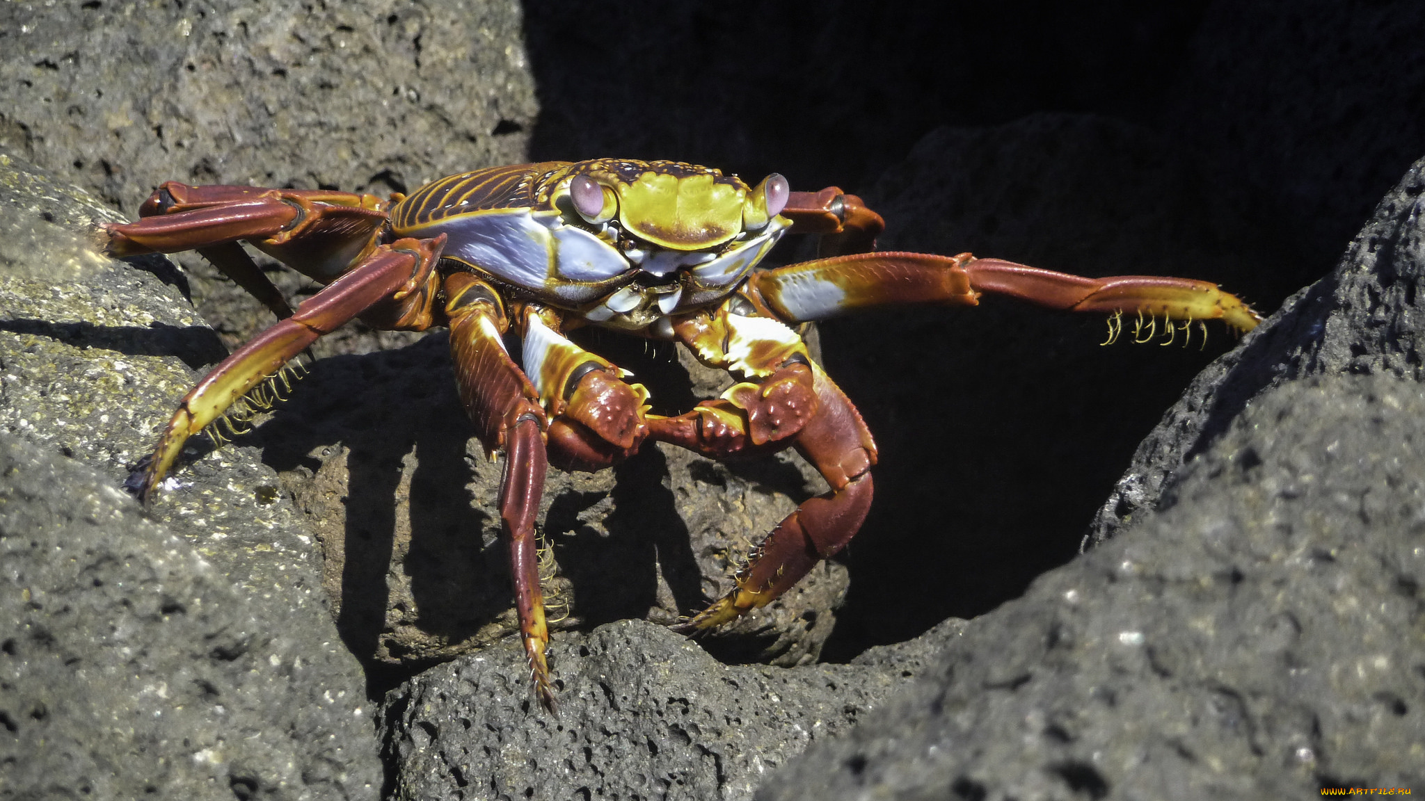 животные, крабы, , раки, краб