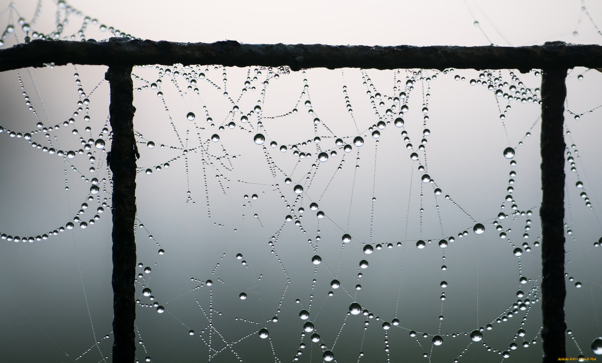 природа, макро, капли, паутина