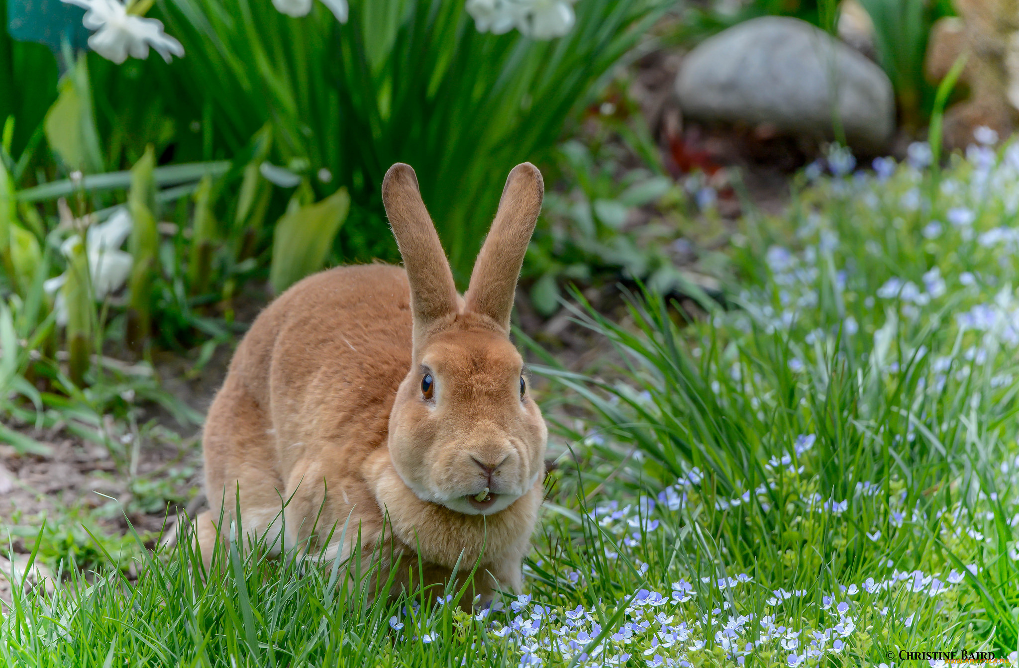 животные, кролики, , зайцы, зайчик