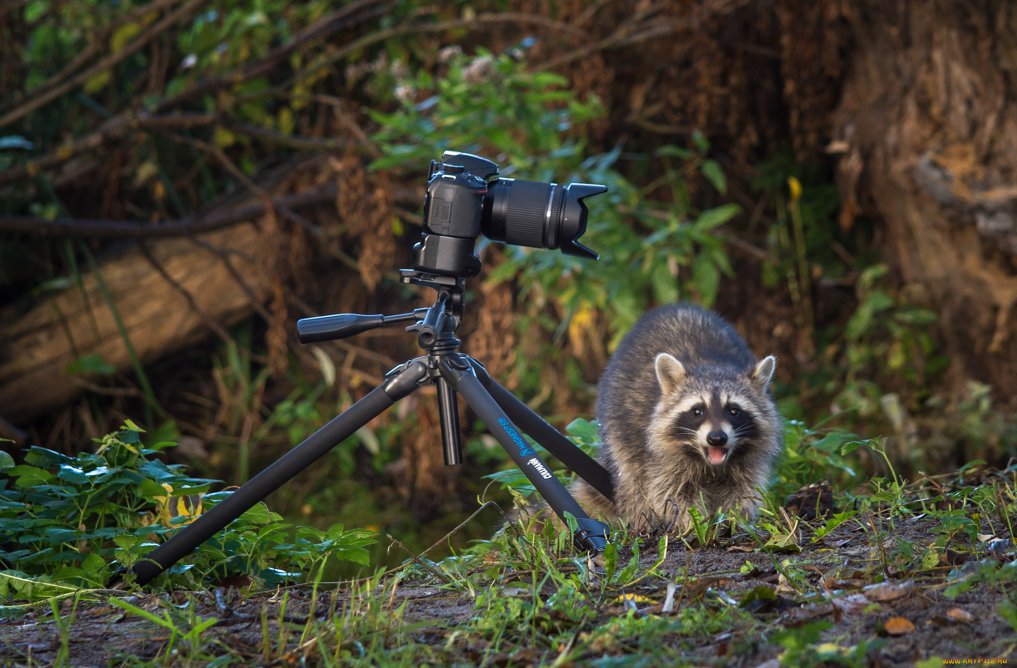 животные, еноты, енот
