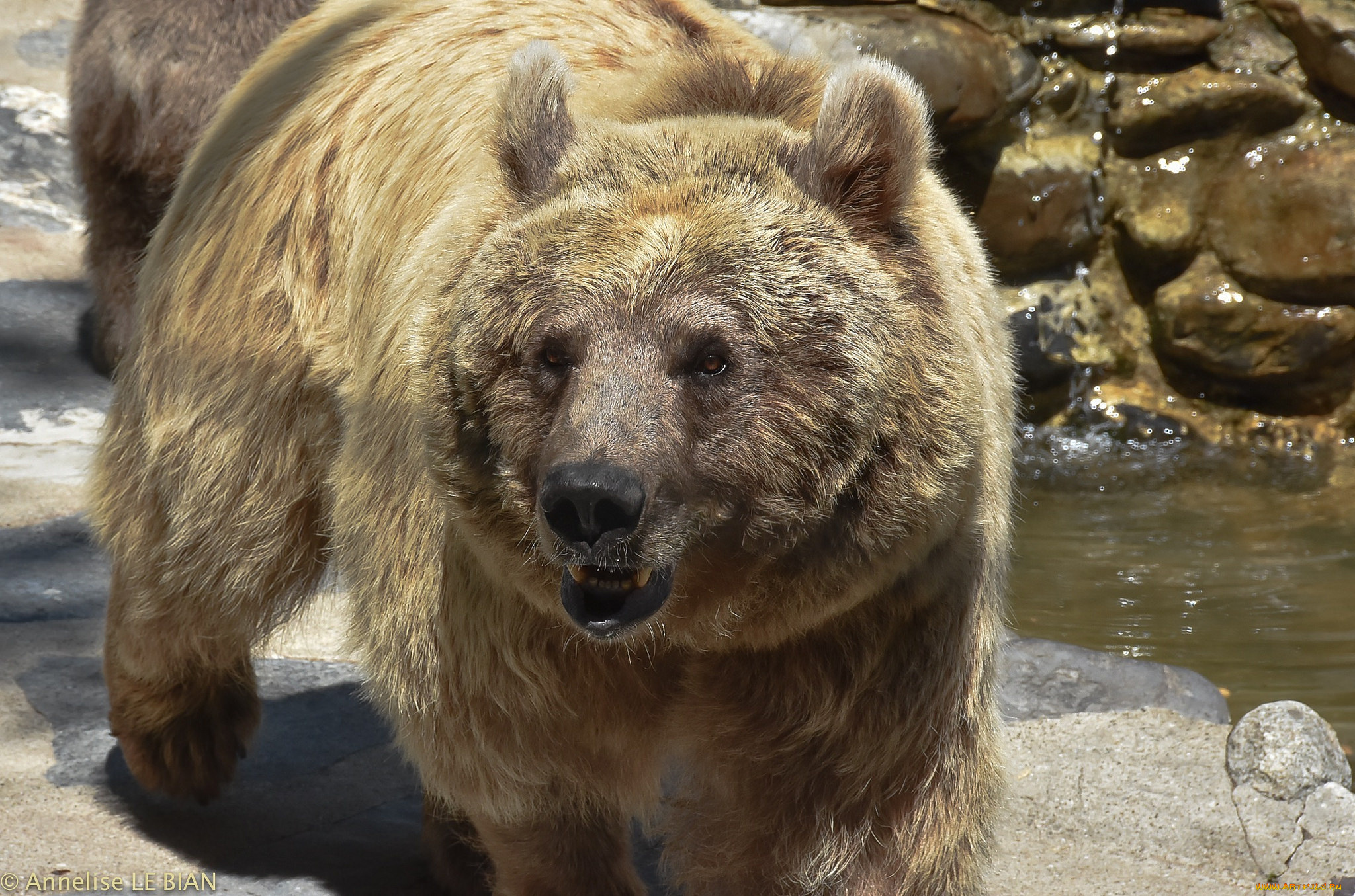 животные, медведи, мишка