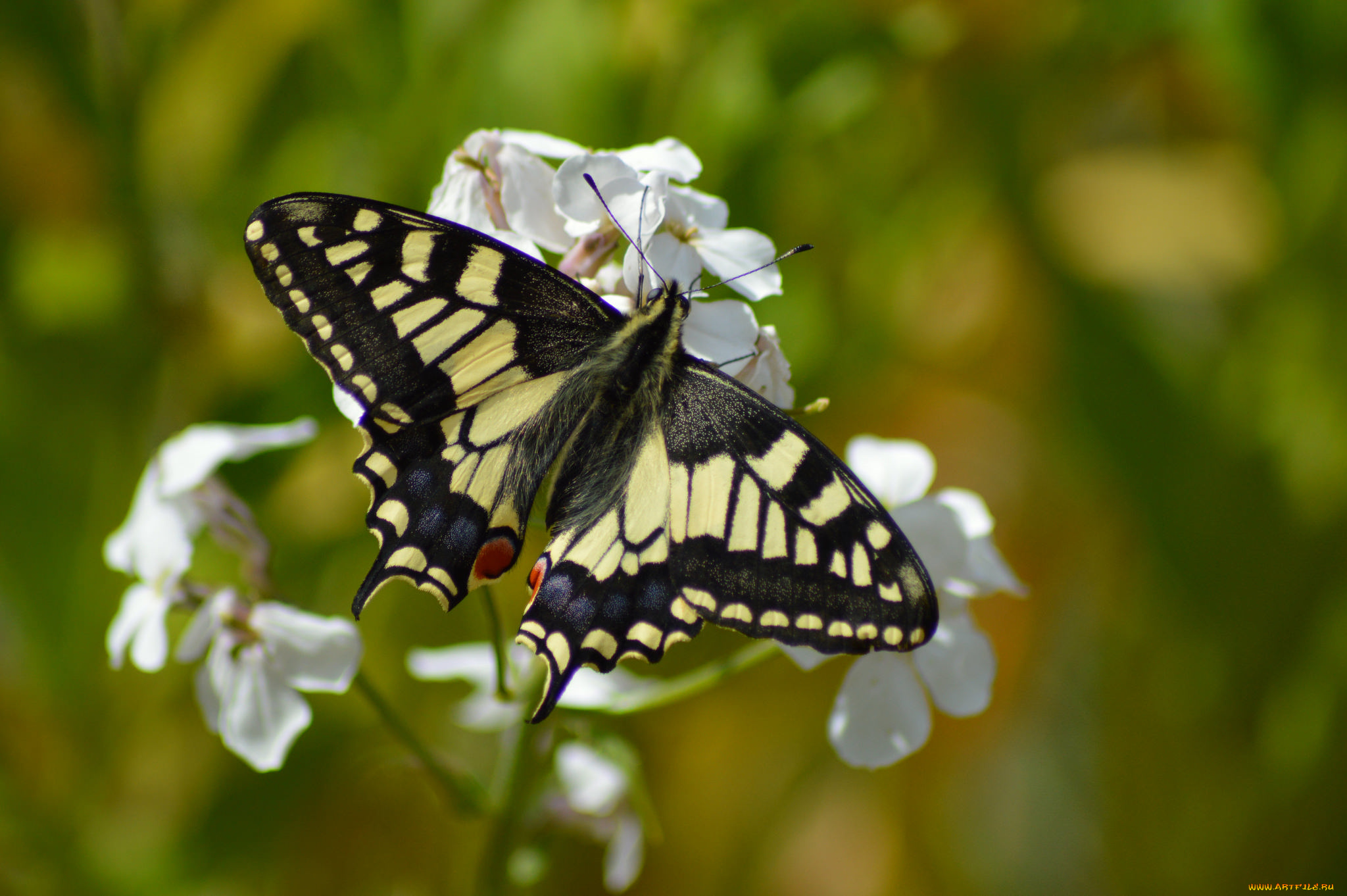 животные, бабочки, , мотыльки, , моли, бабочка