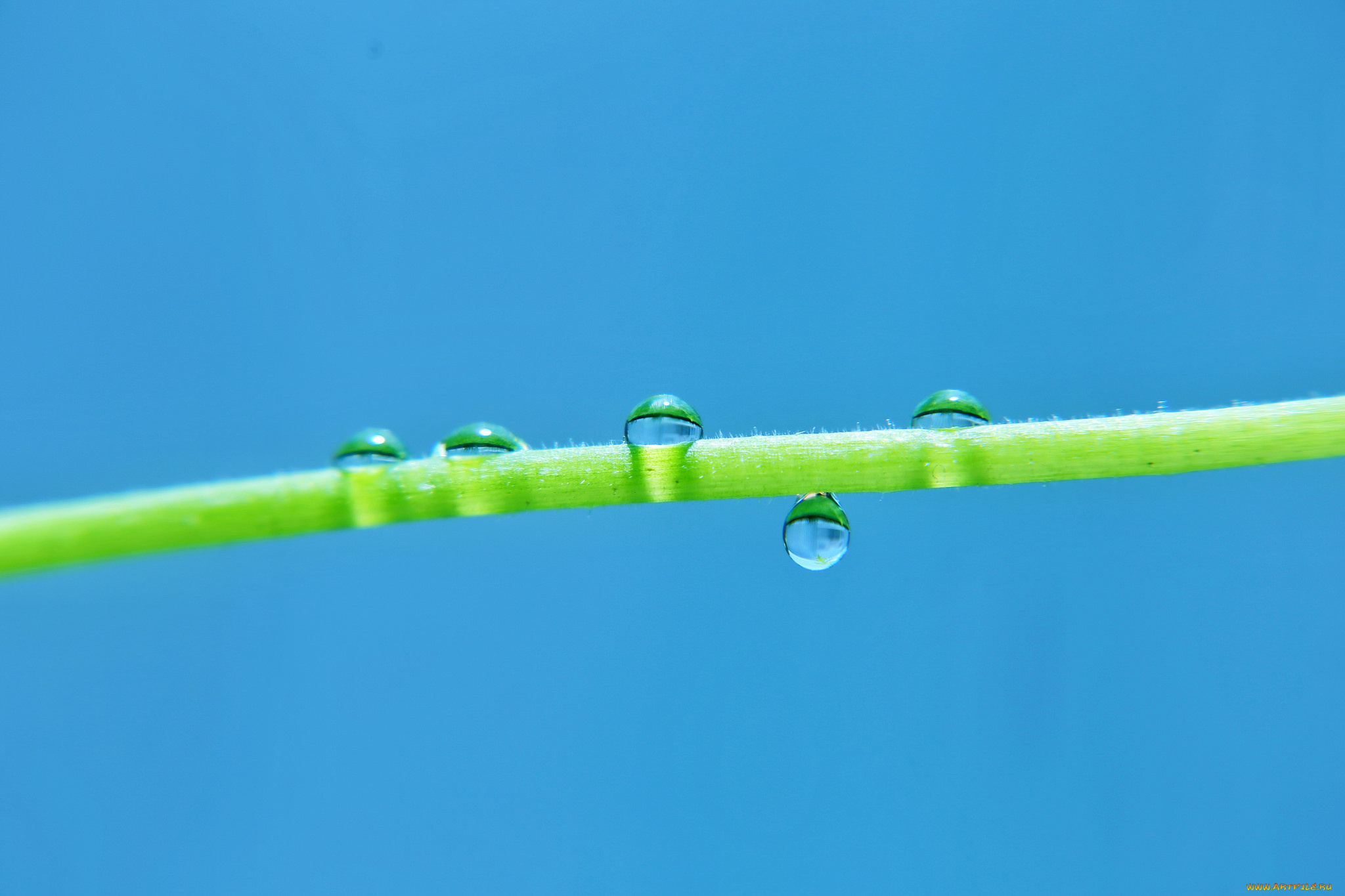 природа, макро, капли