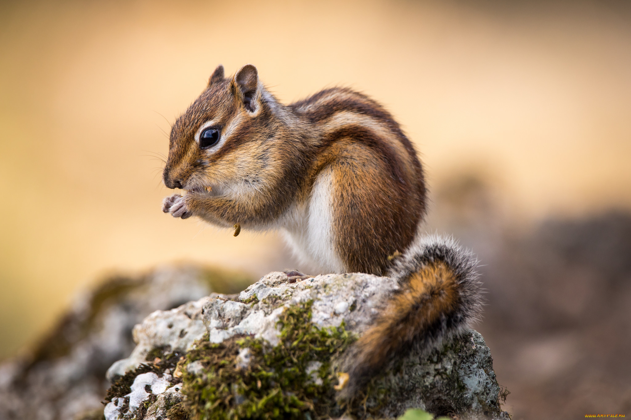 животные, бурундуки, бурундучок
