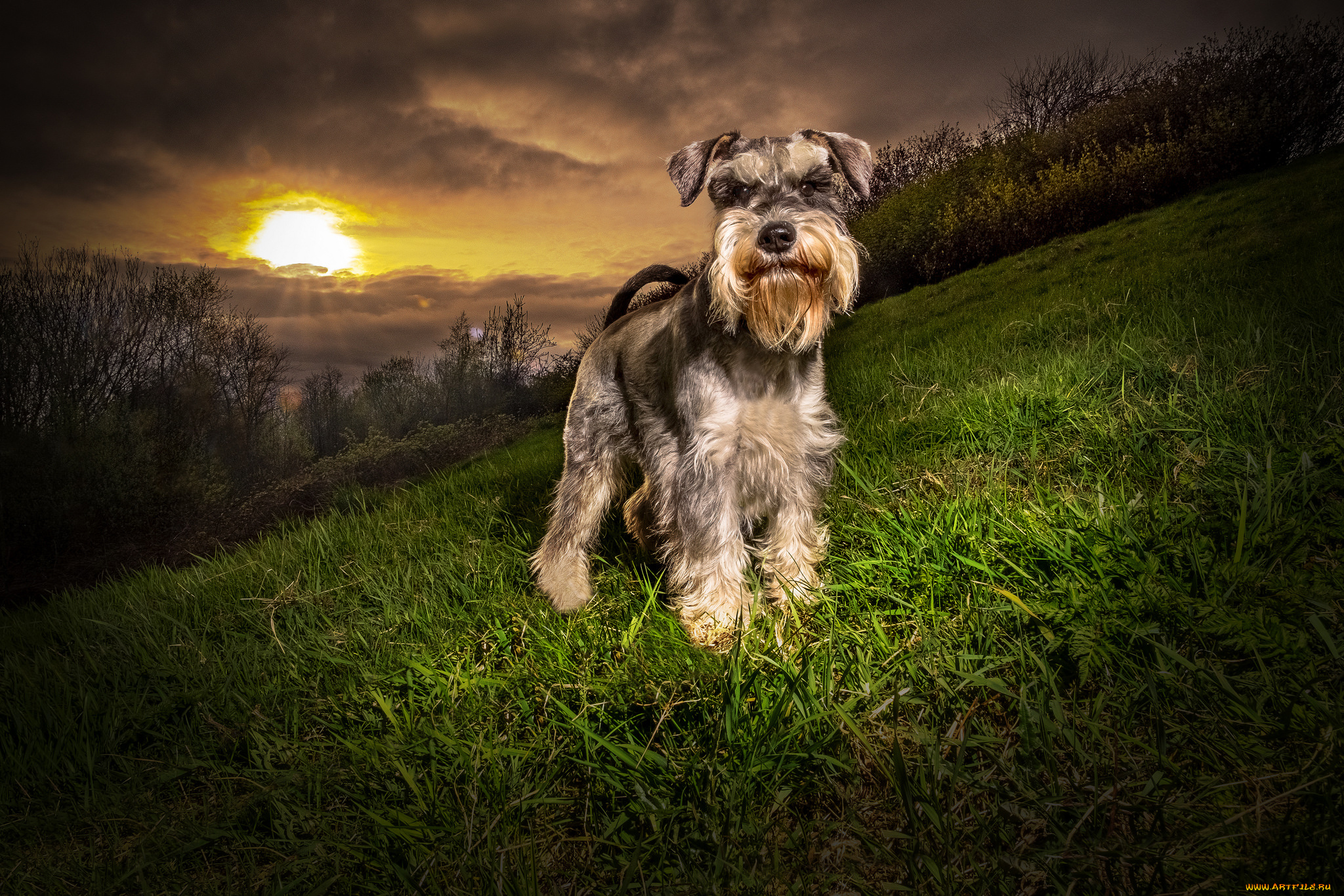 животные, собаки, песик