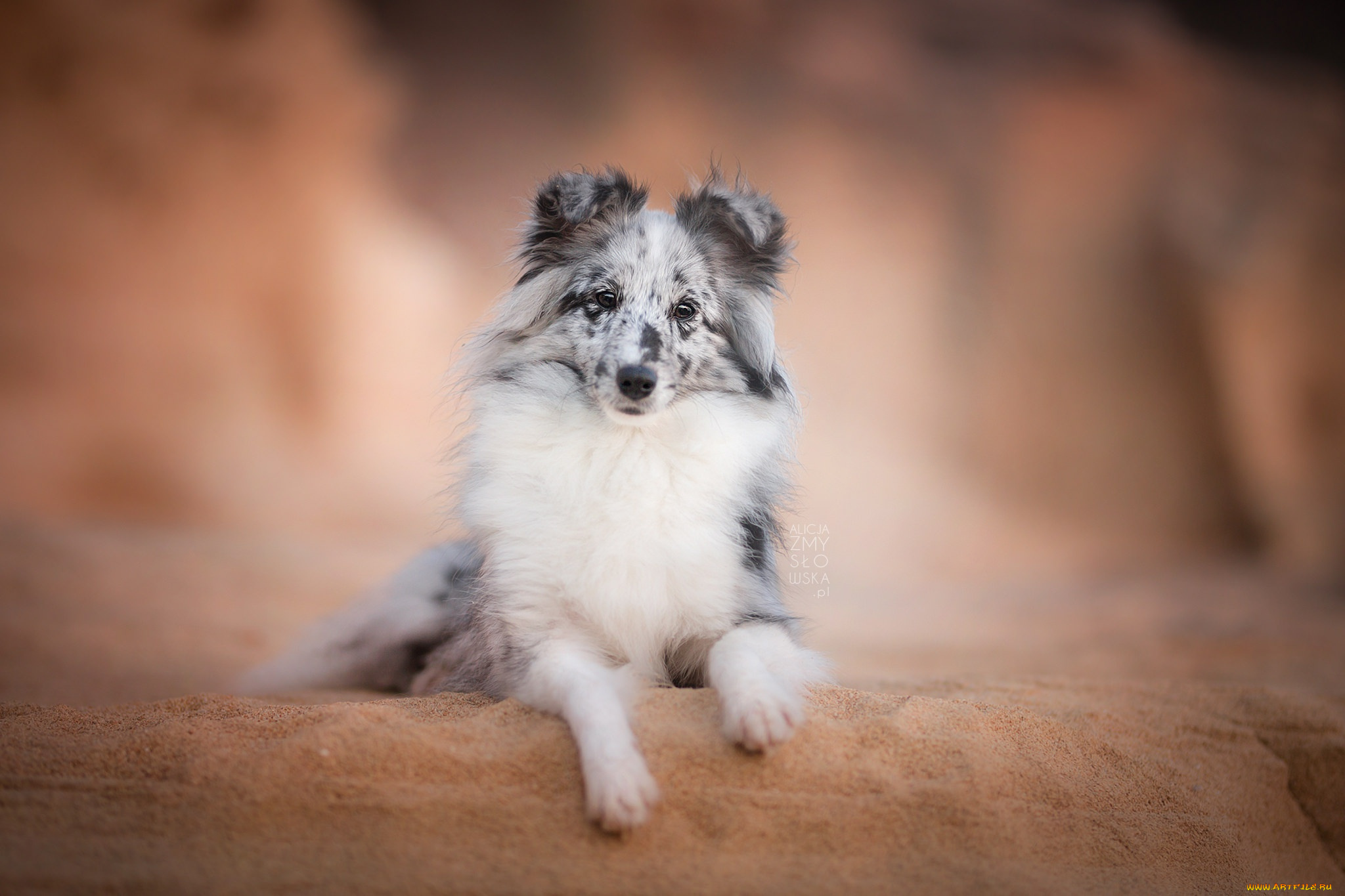 животные, собаки, собака, взгляд, шелти, друг, шетландская, овчарка