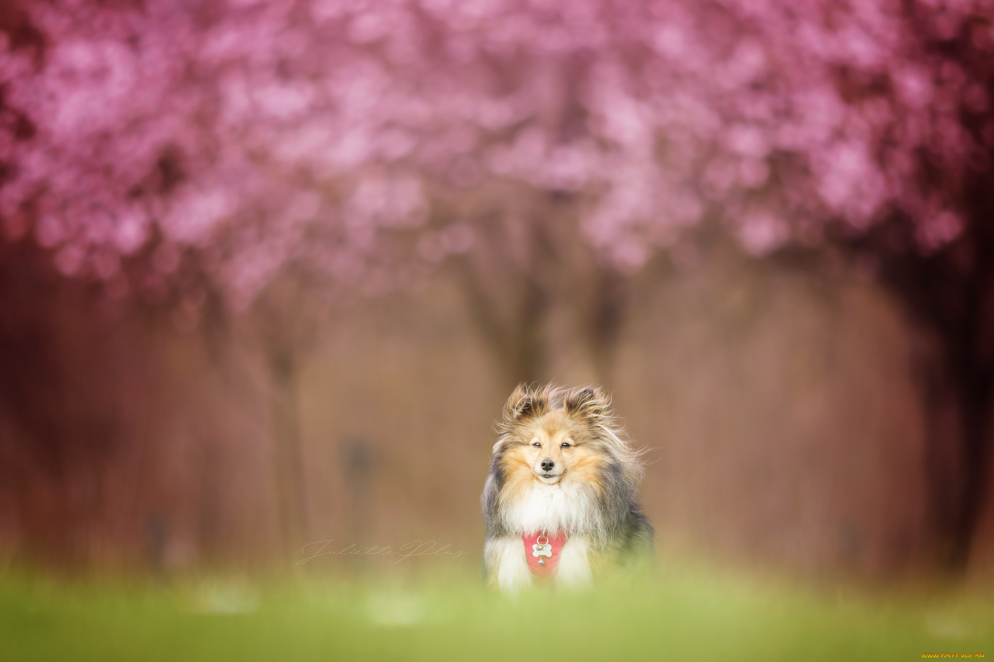 животные, собаки, трава, прогулка, собака