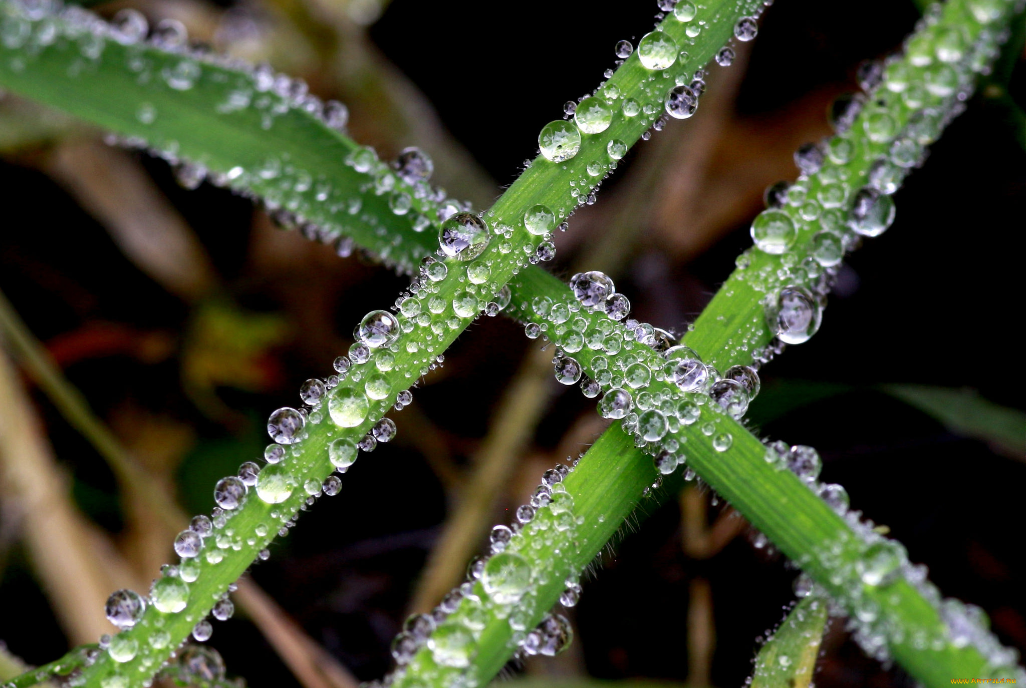 природа, макро, трава, капли