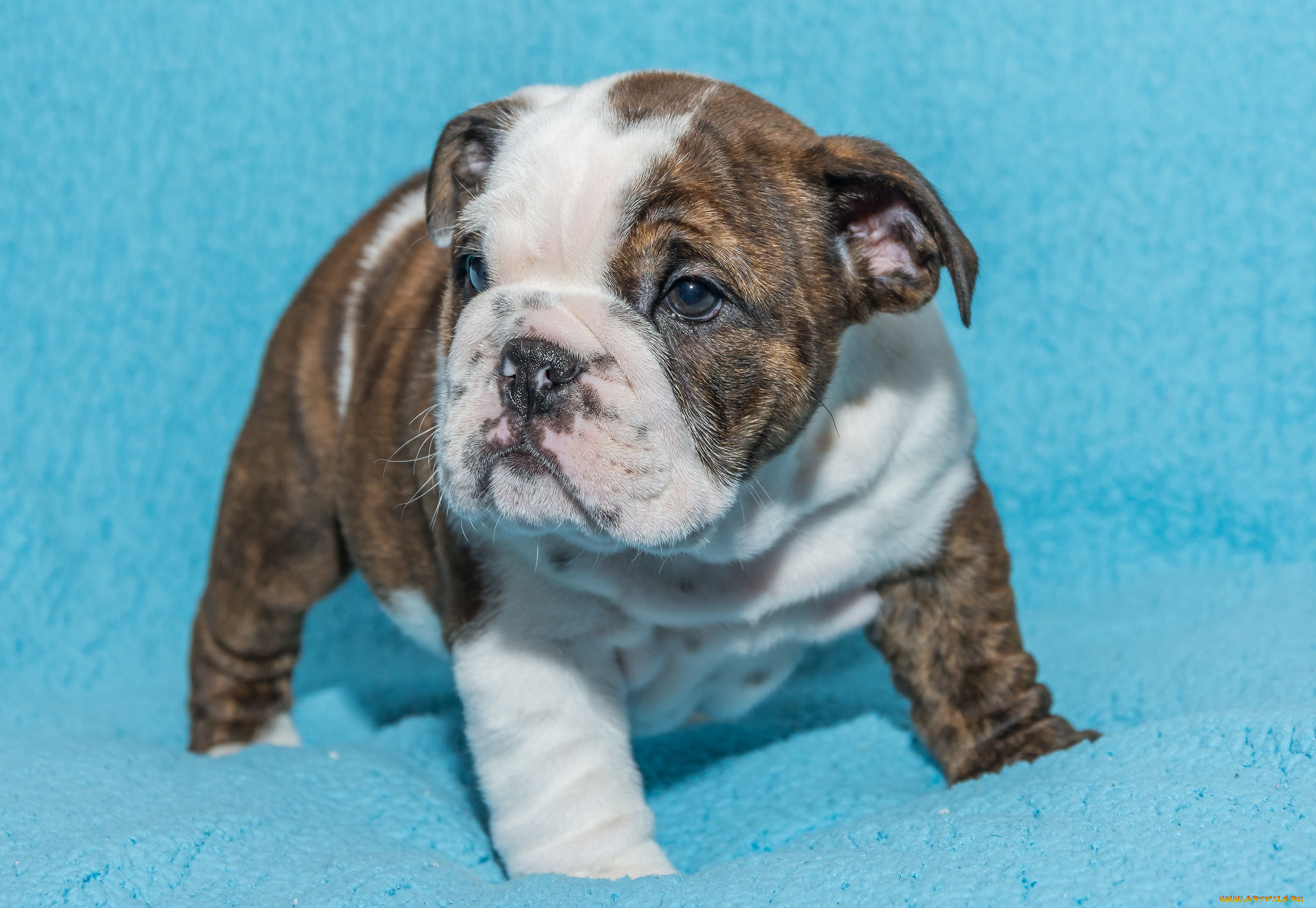животные, собаки, фон, собака, щенок, малыш, английский, бульдог