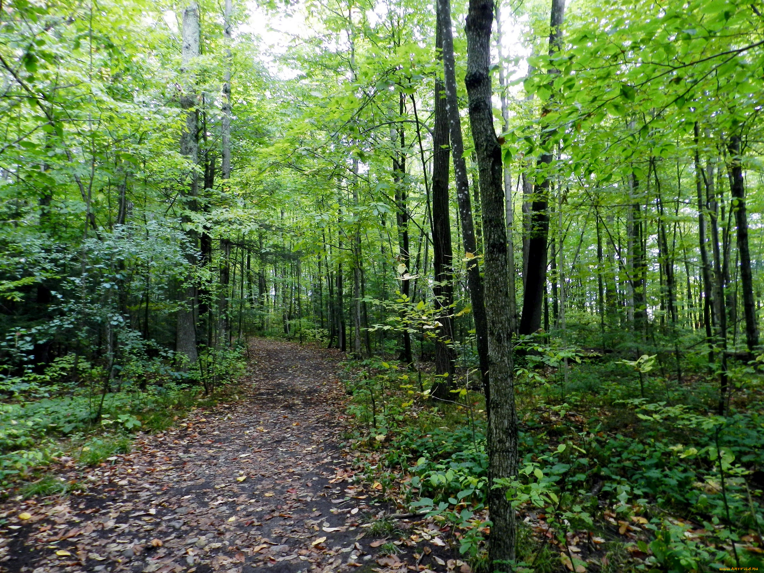 природа, лес, лесная, деревья, тропинка, осень
