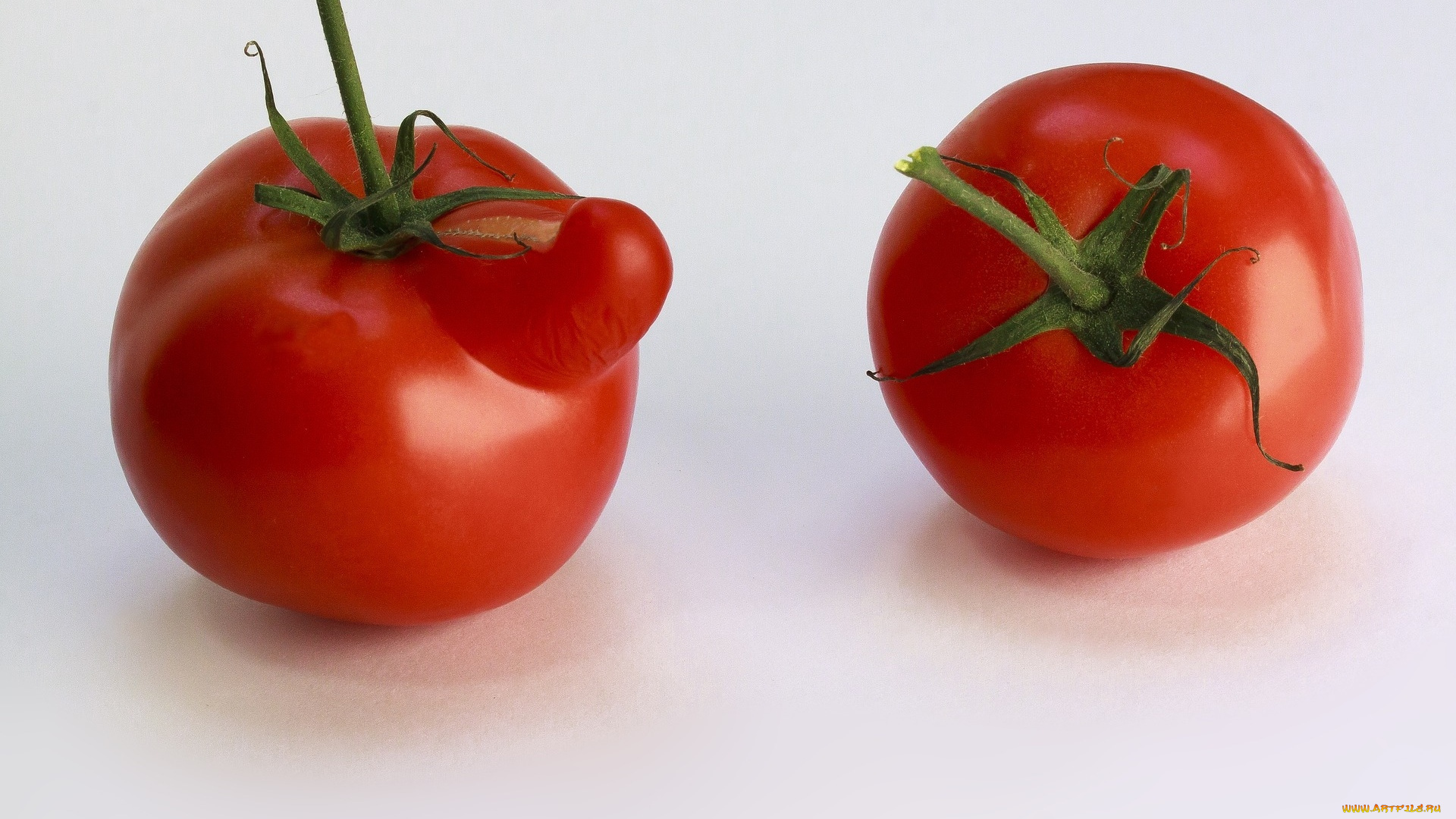 еда, помидоры, фон, помидор