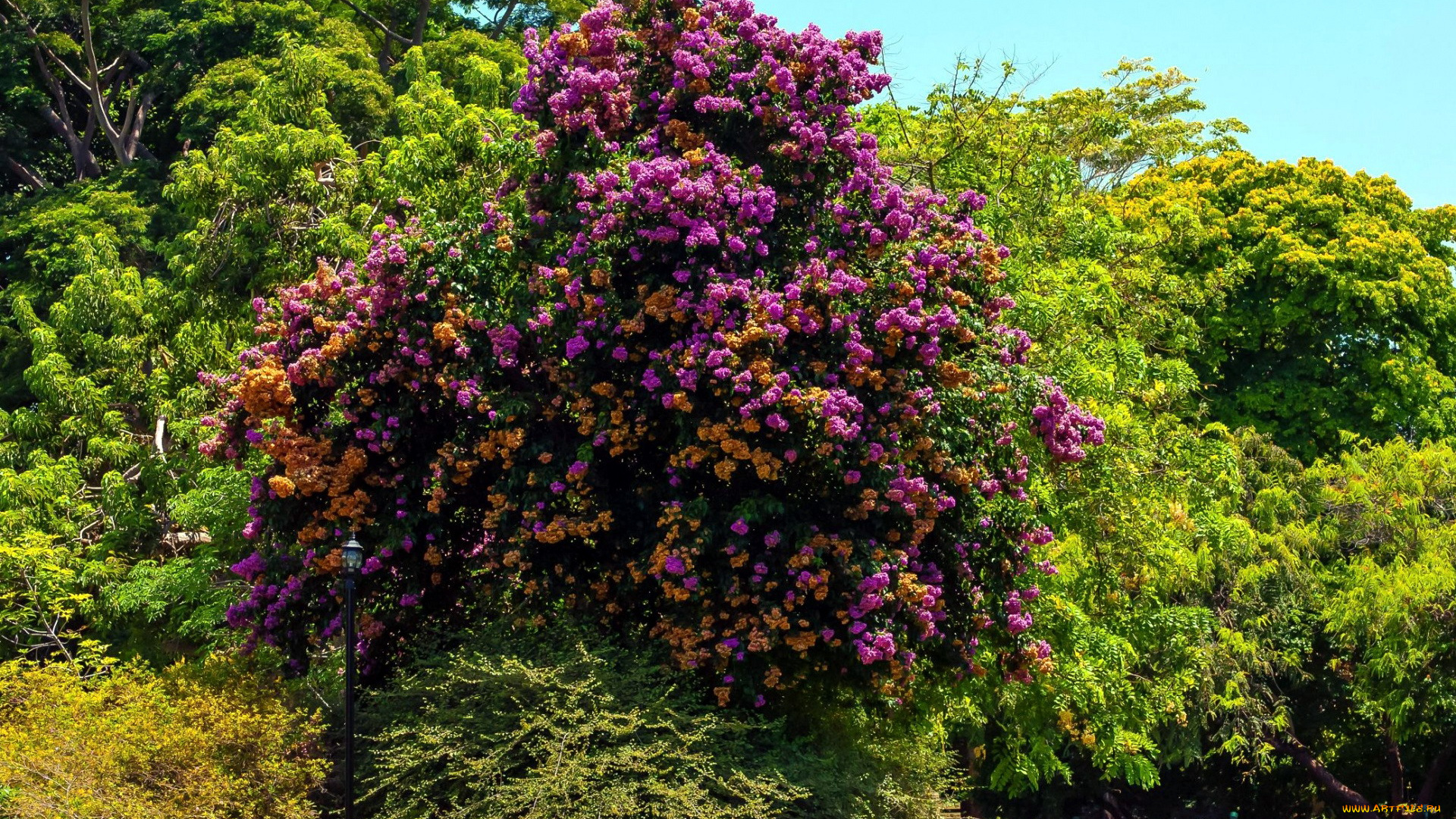 природа, деревья, бугенвилея