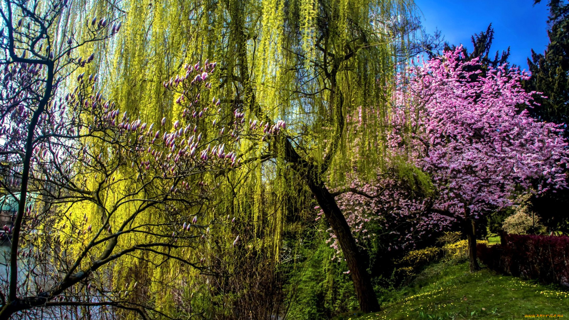 природа, деревья, весна