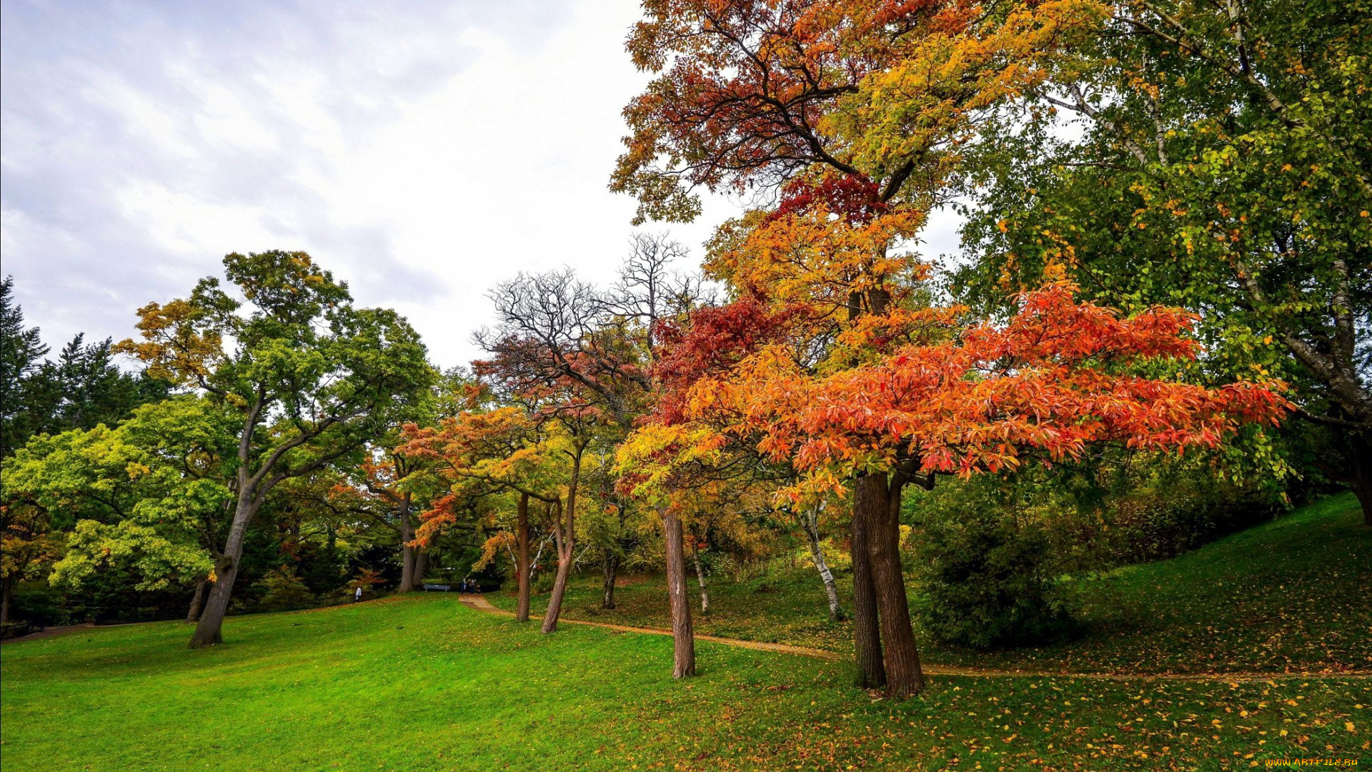 природа, парк, листопад, осень