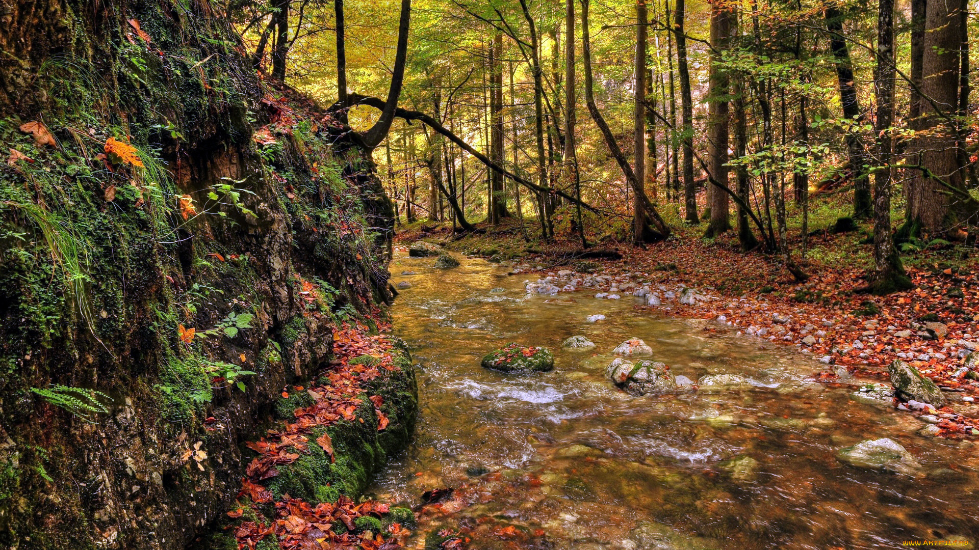 природа, реки, озера, река, лес